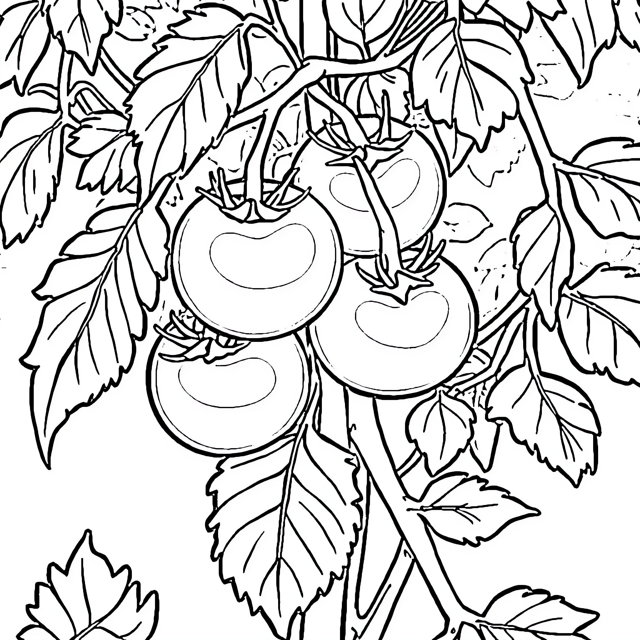 Tomato plant with ripe fruit Coloring Page (free black-and-white line drawing printable PDF for all, from beginners to advanced learners, including children, teens, adults, and seniors)