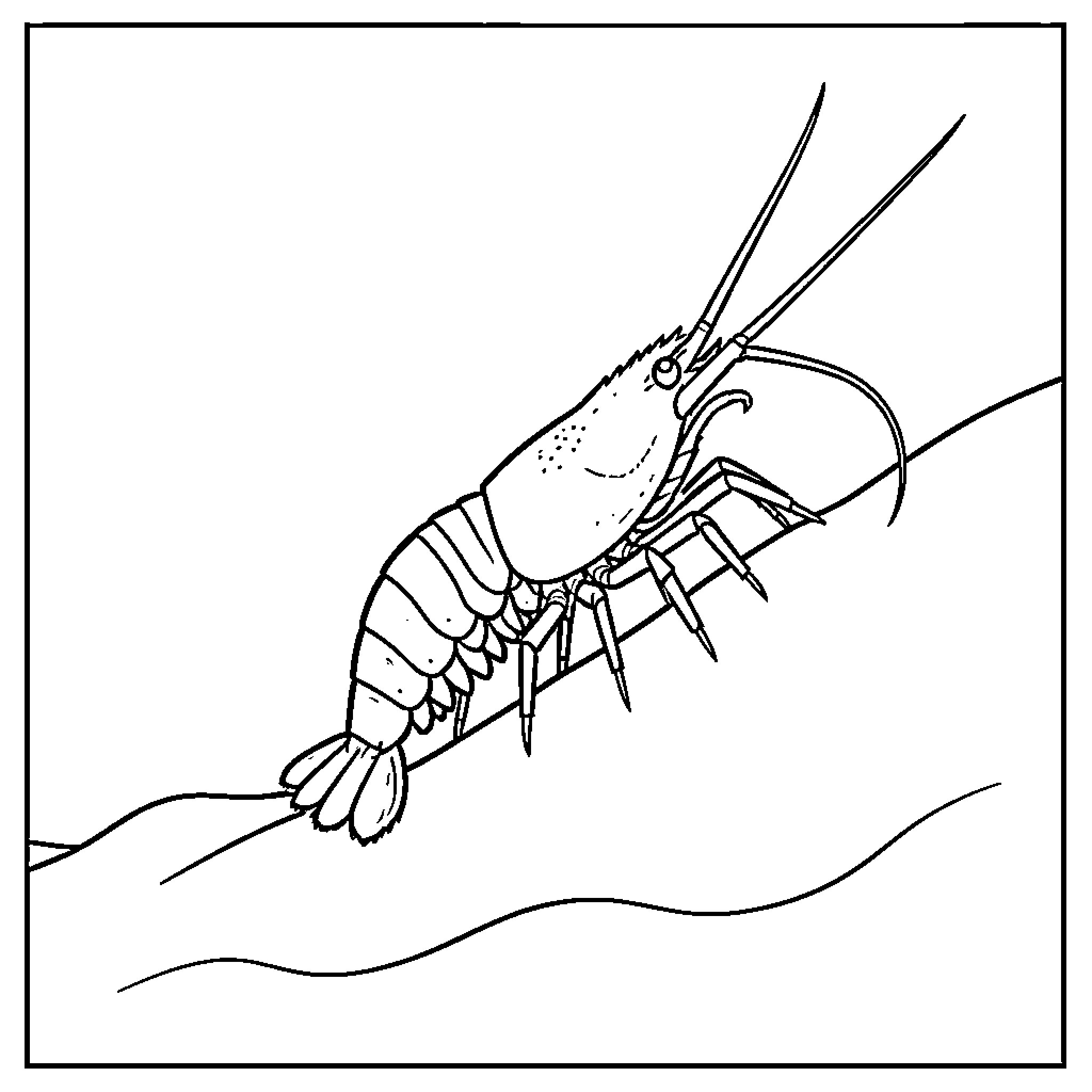 Shrimp crawling along a textured surface Coloring Page (free black-and-white line drawing printable PDF for all, from beginners to advanced learners, including children, teens, adults, and seniors)