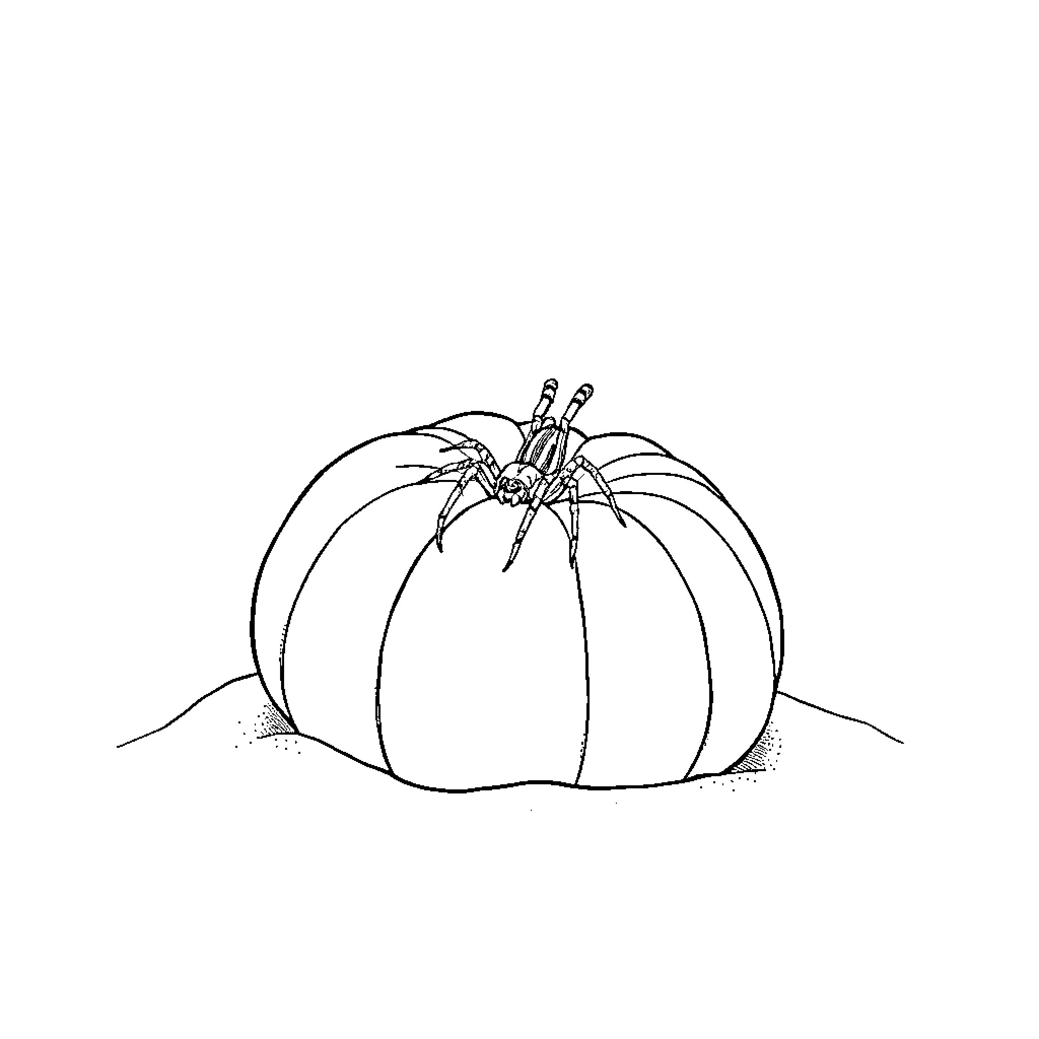Spider crawling on a pumpkin Coloring Page (free black-and-white line drawing printable PDF for all, from beginners to advanced learners, including children, teens, adults, and seniors)