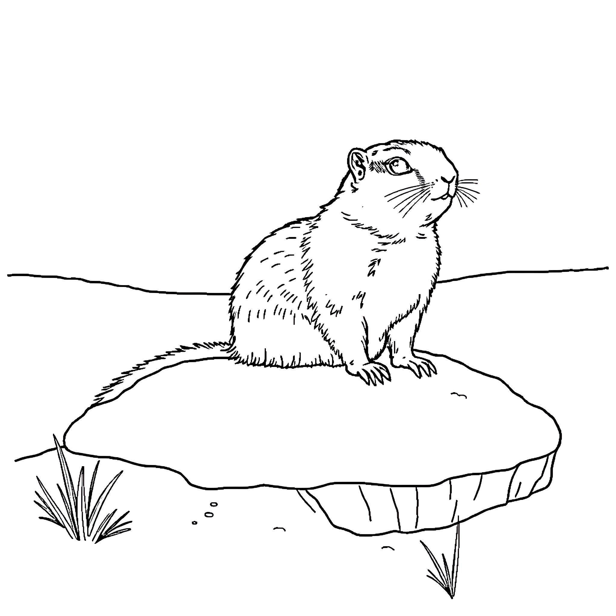 Arctic Ground Squirrel perched on a rock Coloring Page (free black-and-white line drawing printable PDF for all, from beginners to advanced learners, including children, teens, adults, and seniors)