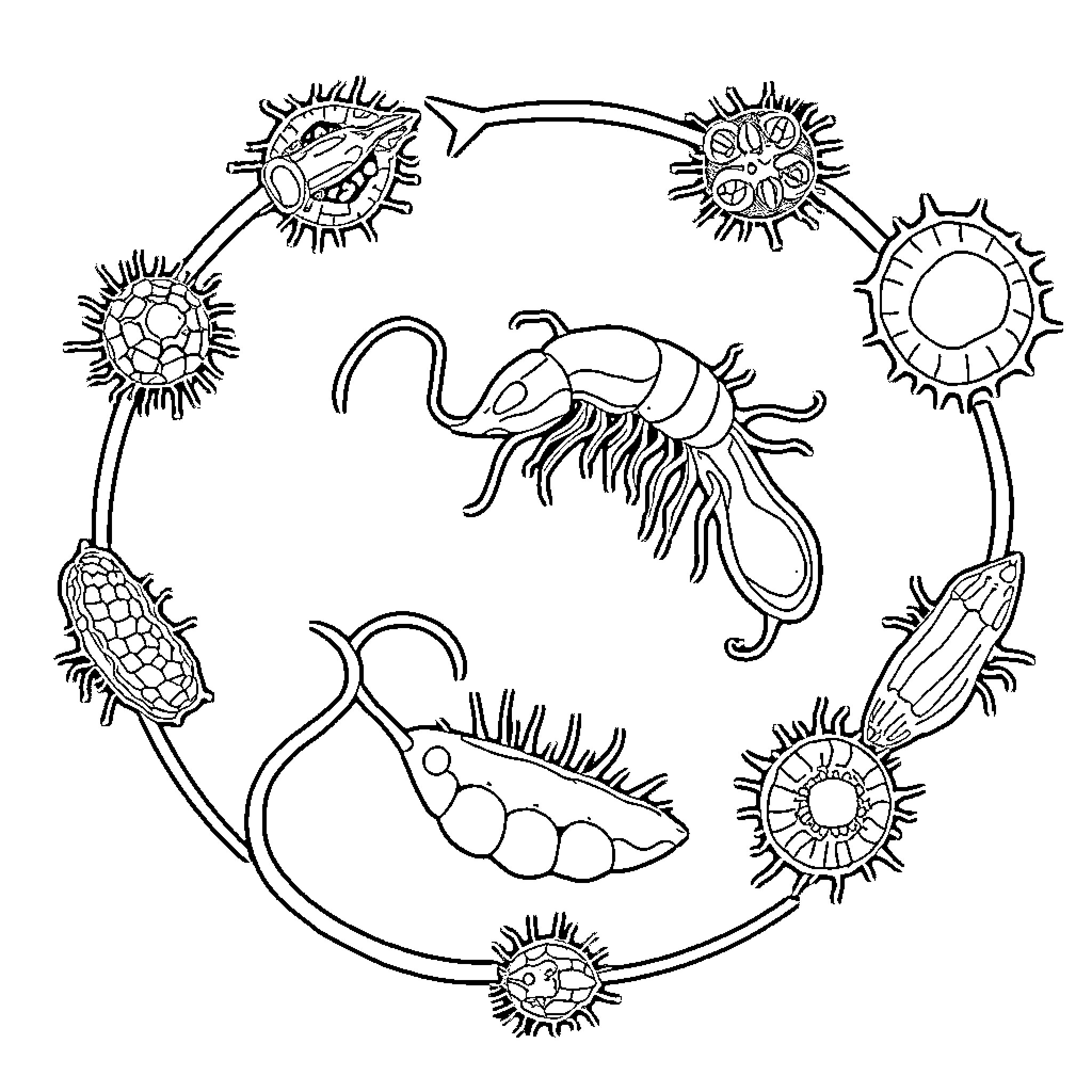 Plasmodium displaying marine organisms in simple form Coloring Page (free black-and-white line drawing printable PDF for all, from beginners to advanced learners, including children, teens, adults, and seniors)