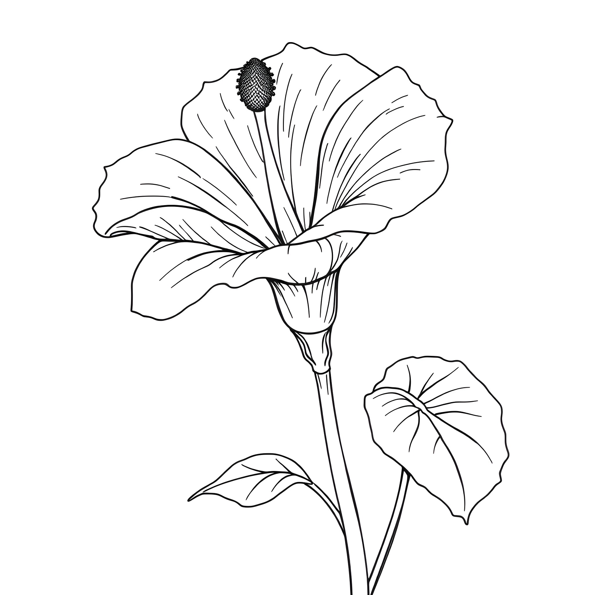 Ipomoea flower in artistic illustration Coloring Page (free black-and-white line drawing printable PDF for all, from beginners to advanced learners, including children, teens, adults, and seniors)