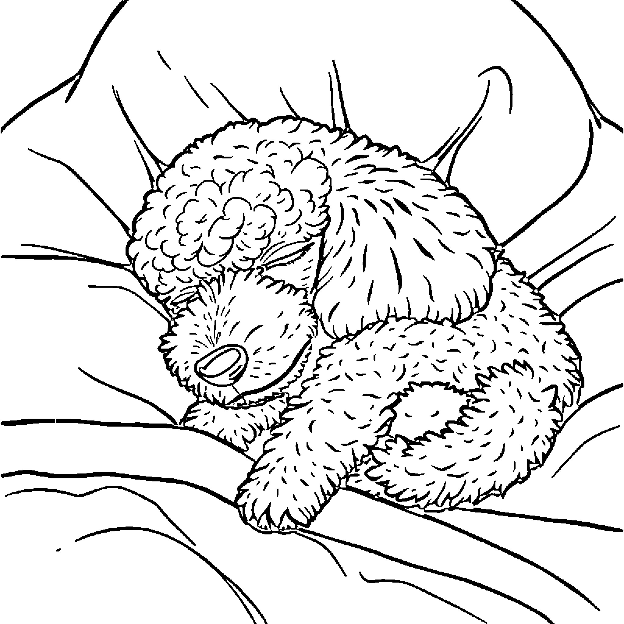 Poodle sleeping peacefully in a cozy den Coloring Page (free black-and-white line drawing printable PDF for all, from beginners to advanced learners, including children, teens, adults, and seniors)