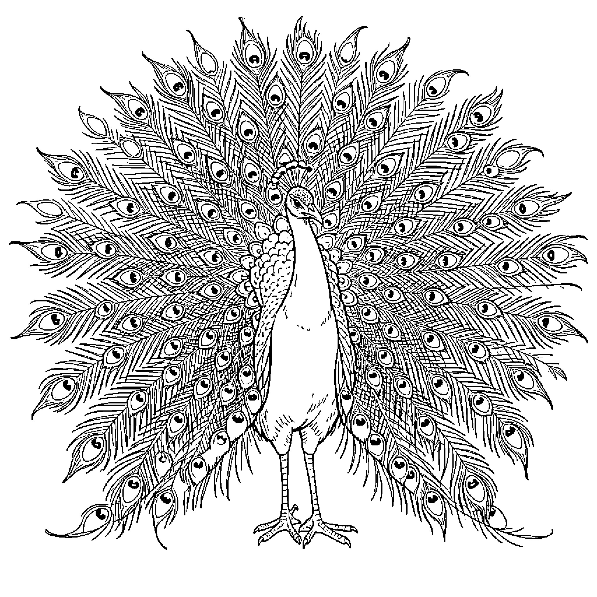 Peacock displaying its magnificent feathers in full bloom Coloring Page (free black-and-white line drawing printable PDF for all, from beginners to advanced learners, including children, teens, adults, and seniors)