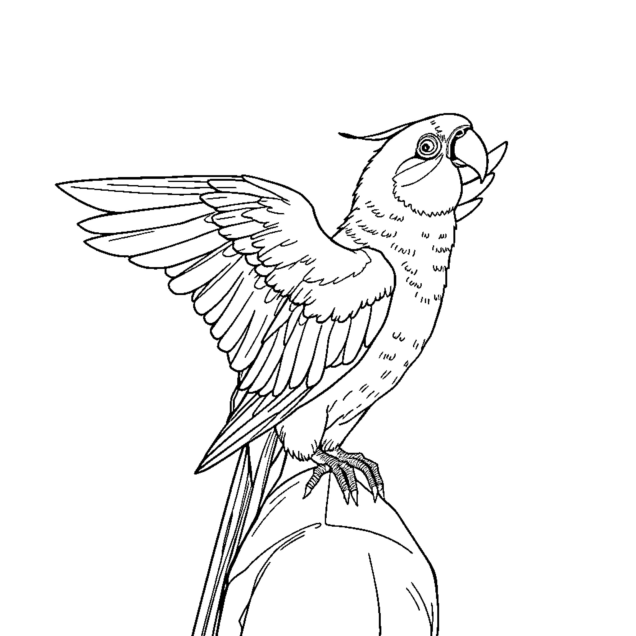 Cockatiel spreading its vibrant wings Coloring Page (free black-and-white line drawing printable PDF for all, from beginners to advanced learners, including children, teens, adults, and seniors)