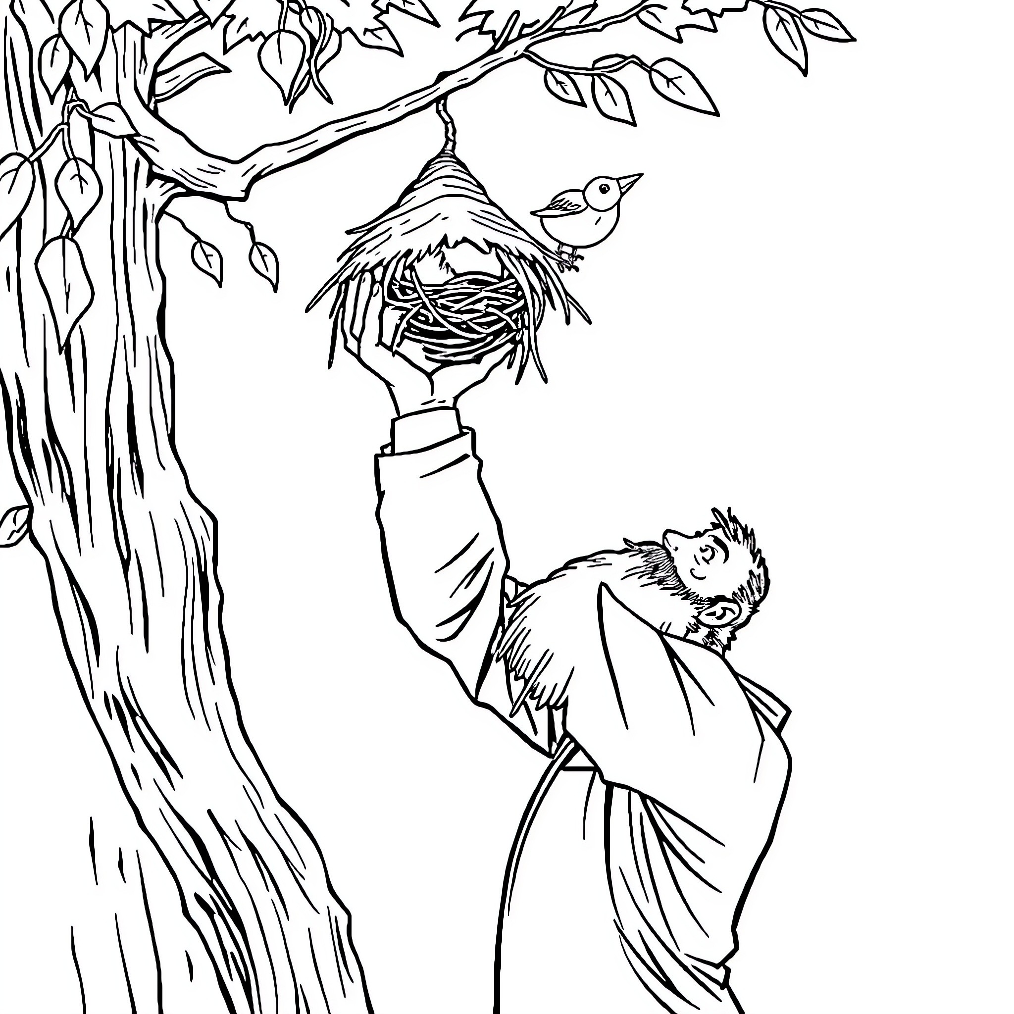 Man examining bird's nest in tree Coloring Page (free black-and-white line drawing printable PDF for all, from beginners to advanced learners, including children, teens, adults, and seniors)