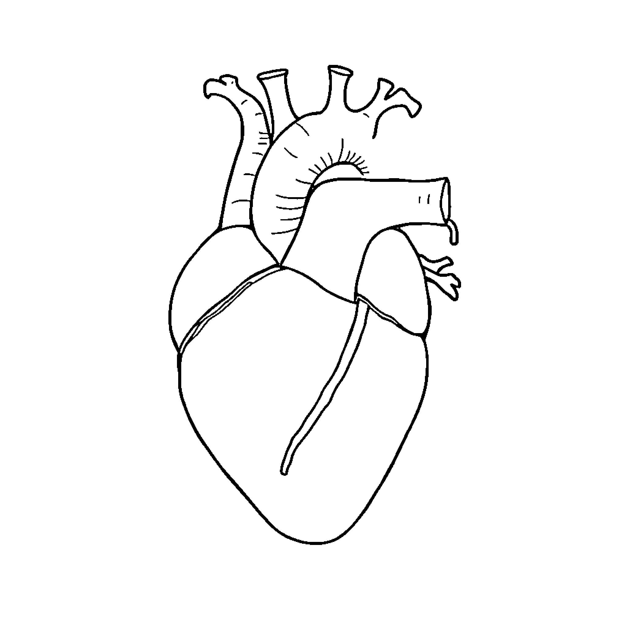 Heart-shaped Anatomy Illustration Coloring Page (free black-and-white line drawing printable PDF for all, from beginners to advanced learners, including children, teens, adults, and seniors)
