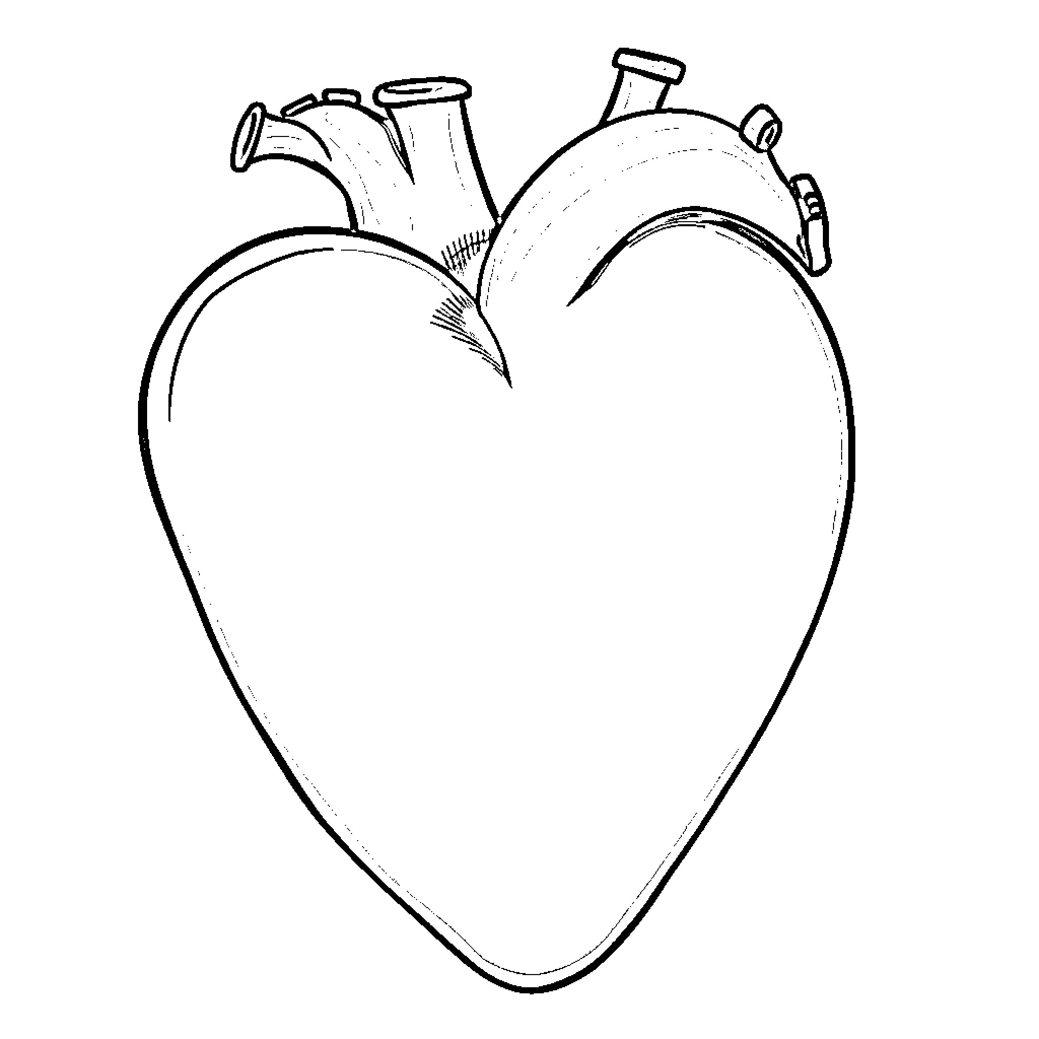 Heart-shaped medical diagram Coloring Page (free black-and-white line drawing printable PDF for all, from beginners to advanced learners, including children, teens, adults, and seniors)