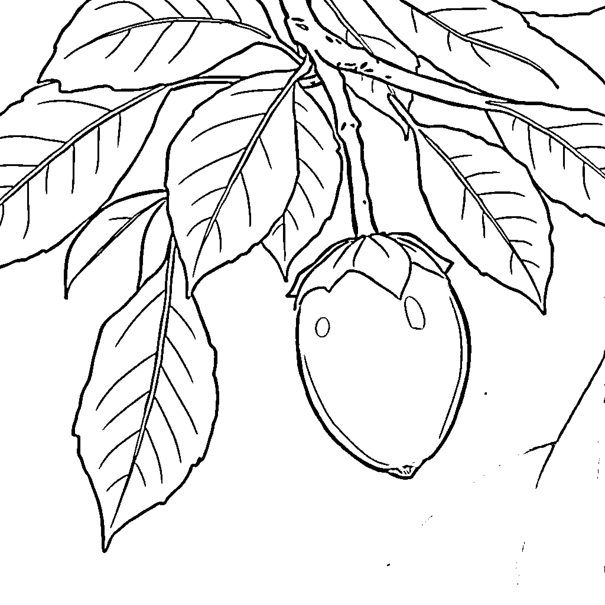 Malin's Lush Botanical Sketch Coloring Page (free black-and-white line drawing printable PDF for all, from beginners to advanced learners, including children, teens, adults, and seniors)