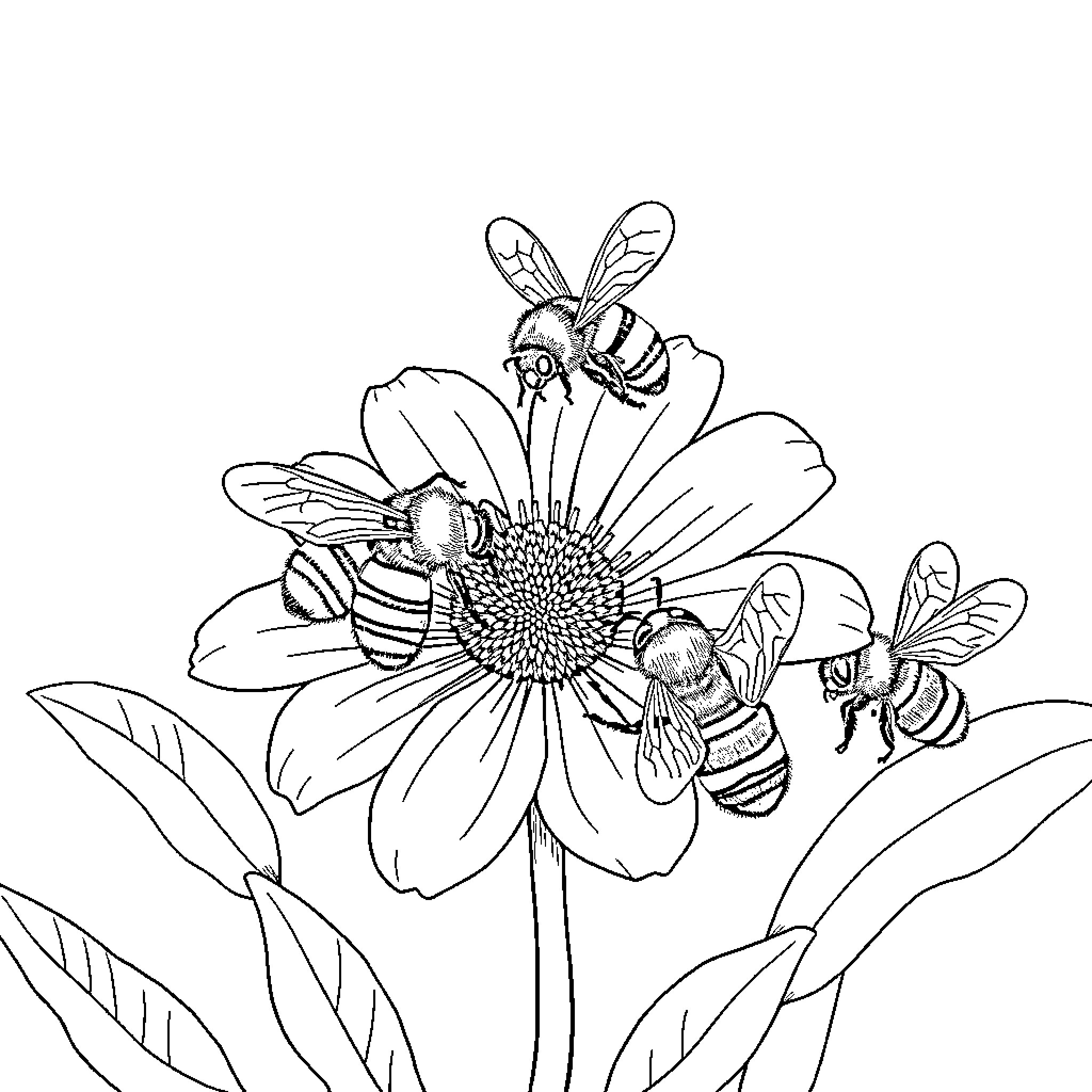 Bees pollinating a vibrant flower Coloring Page (free black-and-white line drawing printable PDF for all, from beginners to advanced learners, including children, teens, adults, and seniors)