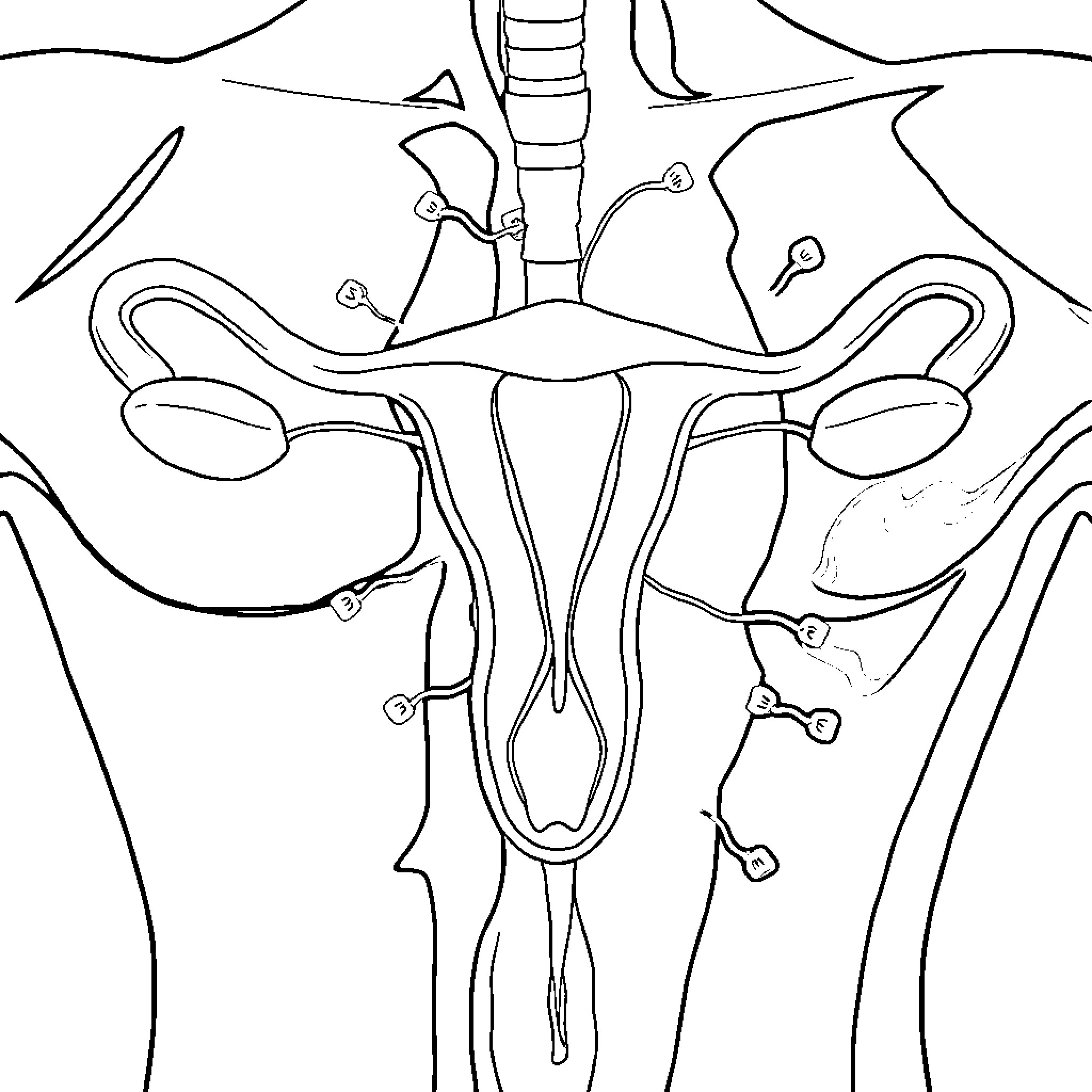 Endocrine System Anatomy Illustration Coloring Page (free black-and-white line drawing printable PDF for all, from beginners to advanced learners, including children, teens, adults, and seniors)