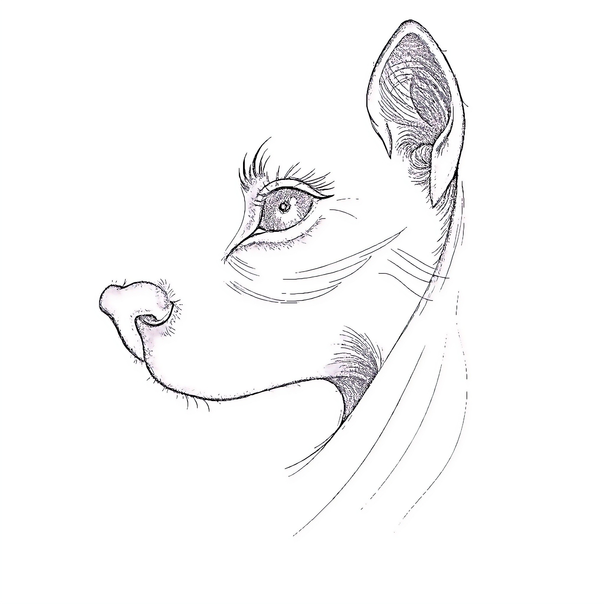 Pencil sketch of a fantastical creature Coloring Page (free black-and-white line drawing printable PDF for all, from beginners to advanced learners, including children, teens, adults, and seniors)