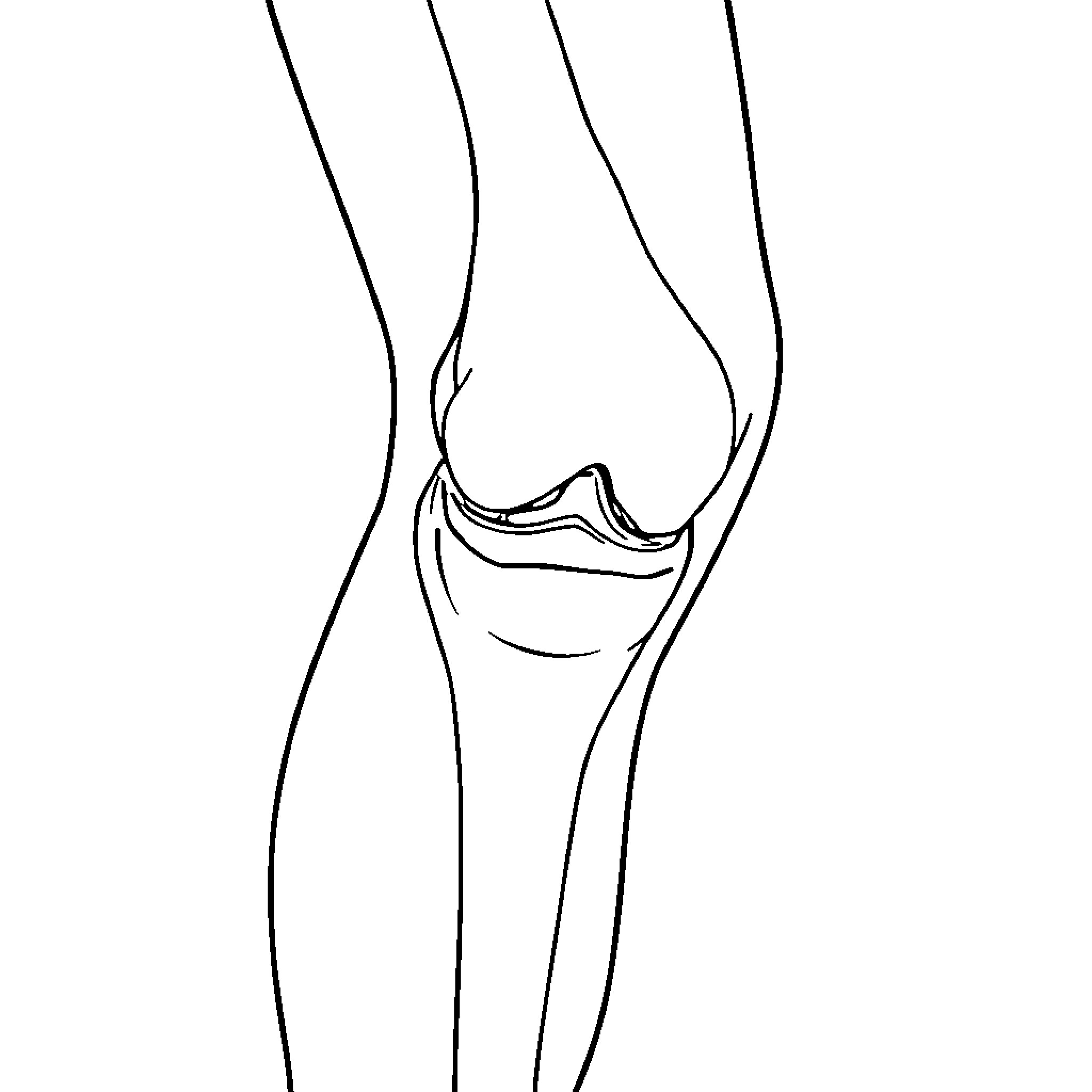 Knee Joint Illustration Coloring Page (free black-and-white line drawing printable PDF for all, from beginners to advanced learners, including children, teens, adults, and seniors)