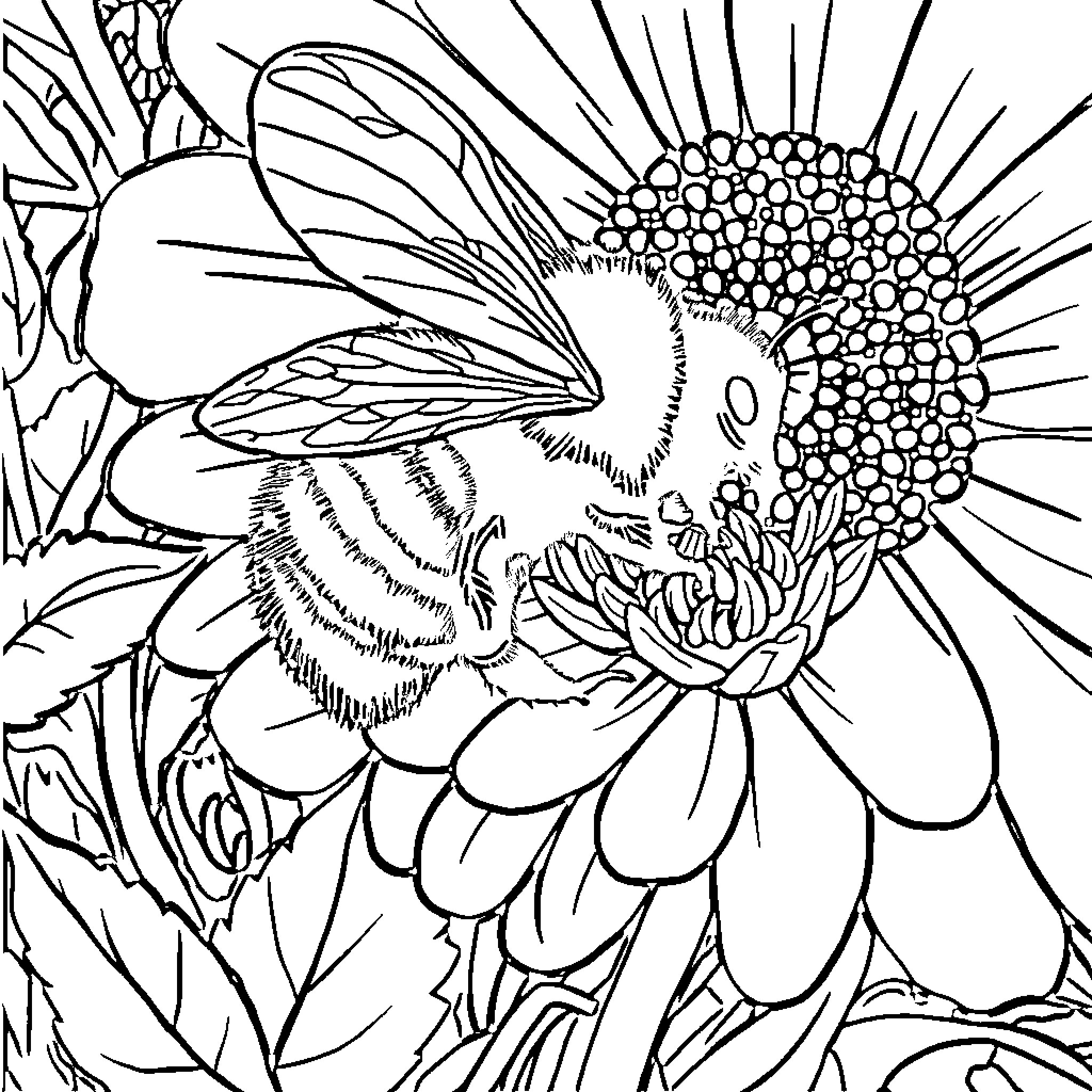 Bee exploring intricate floral patterns Coloring Page (free black-and-white line drawing printable PDF for all, from beginners to advanced learners, including children, teens, adults, and seniors)