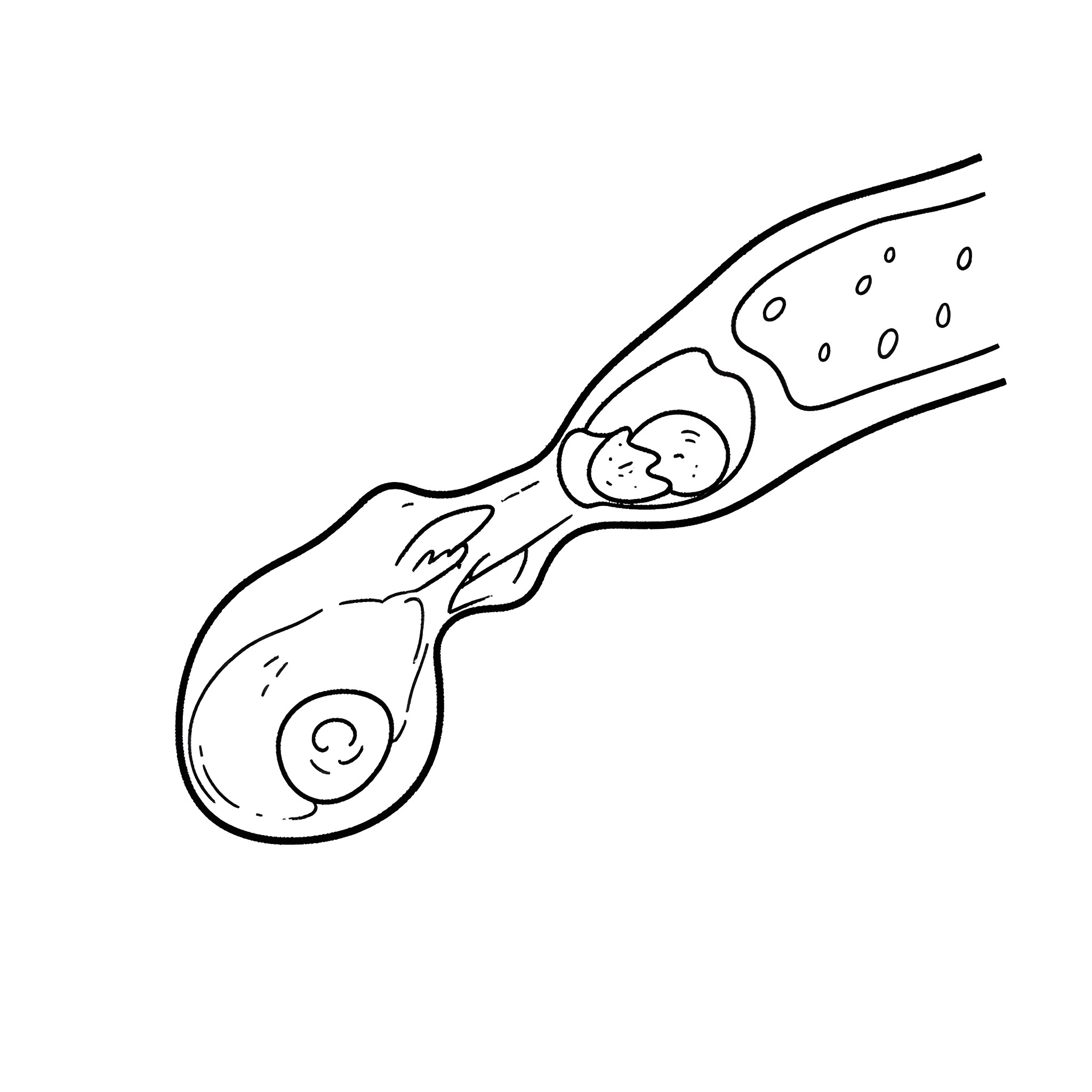 Bacteria swimming in a fluid medium Coloring Page (free black-and-white line drawing printable PDF for all, from beginners to advanced learners, including children, teens, adults, and seniors)