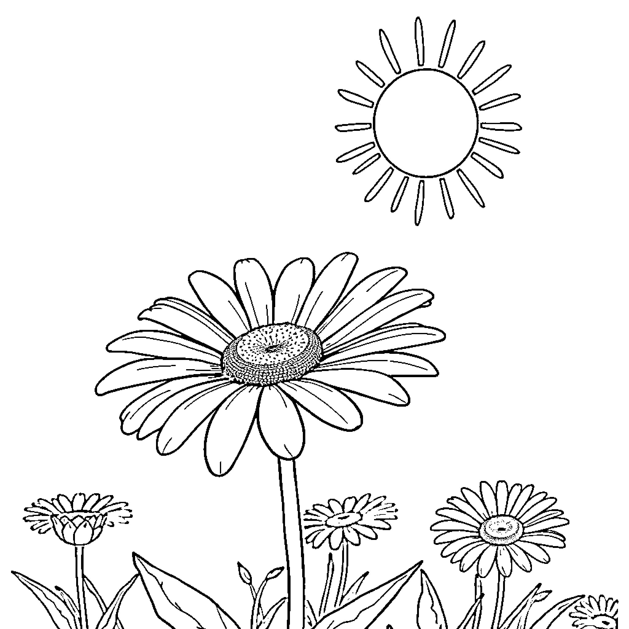 Daisy flowers blooming in a meadow Coloring Page (free black-and-white line drawing printable PDF for all, from beginners to advanced learners, including children, teens, adults, and seniors)
