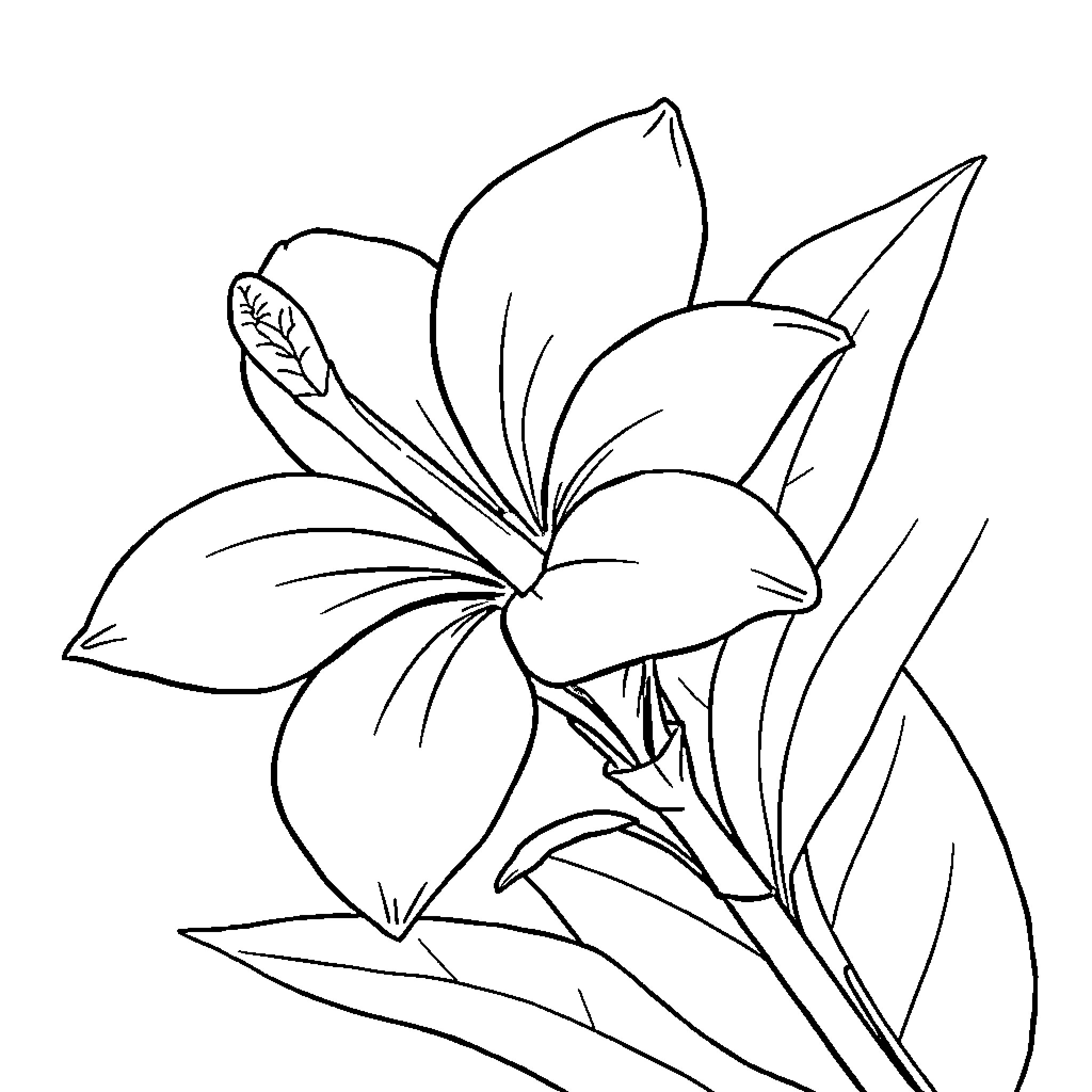 Plumeria flower in simple outline Coloring Page (free black-and-white line drawing printable PDF for all, from beginners to advanced learners, including children, teens, adults, and seniors)