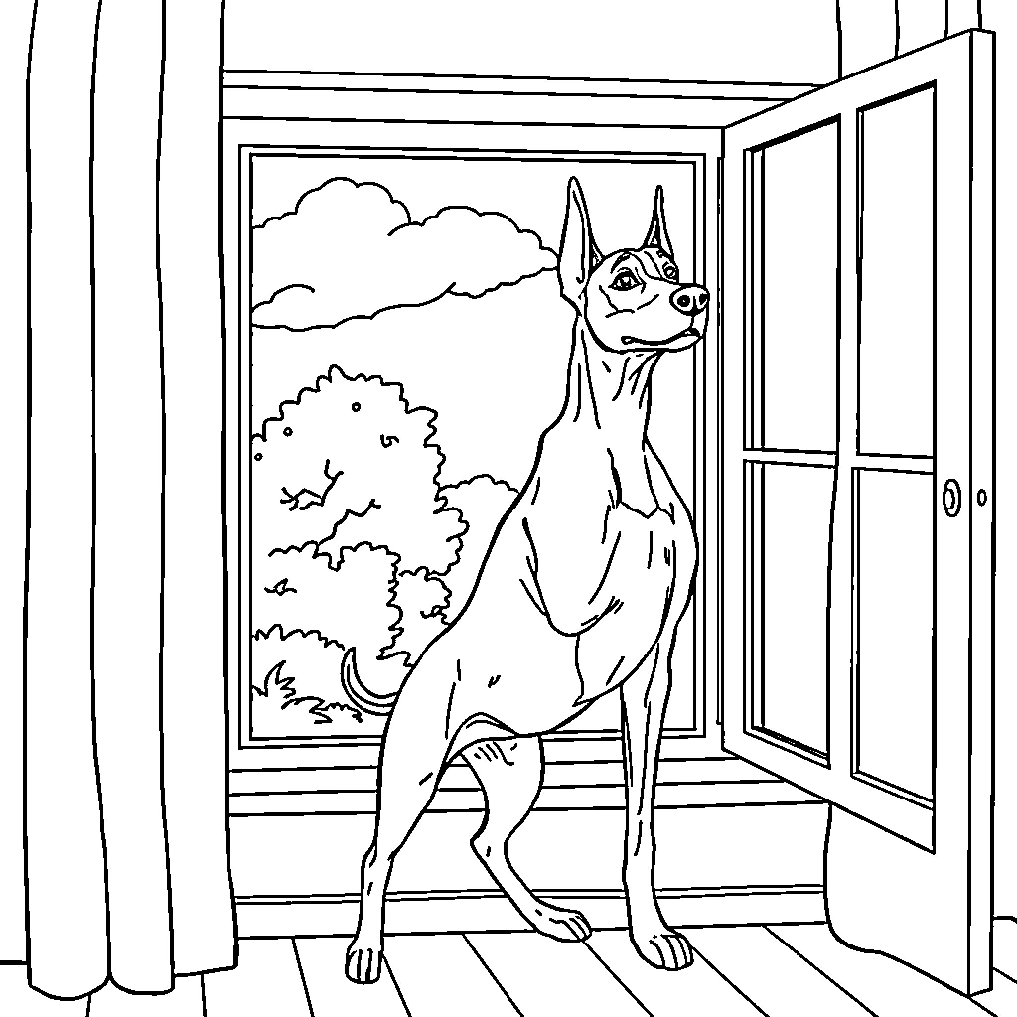 Doberman standing alert by the open window Coloring Page (free black-and-white line drawing printable PDF for all, from beginners to advanced learners, including children, teens, adults, and seniors)