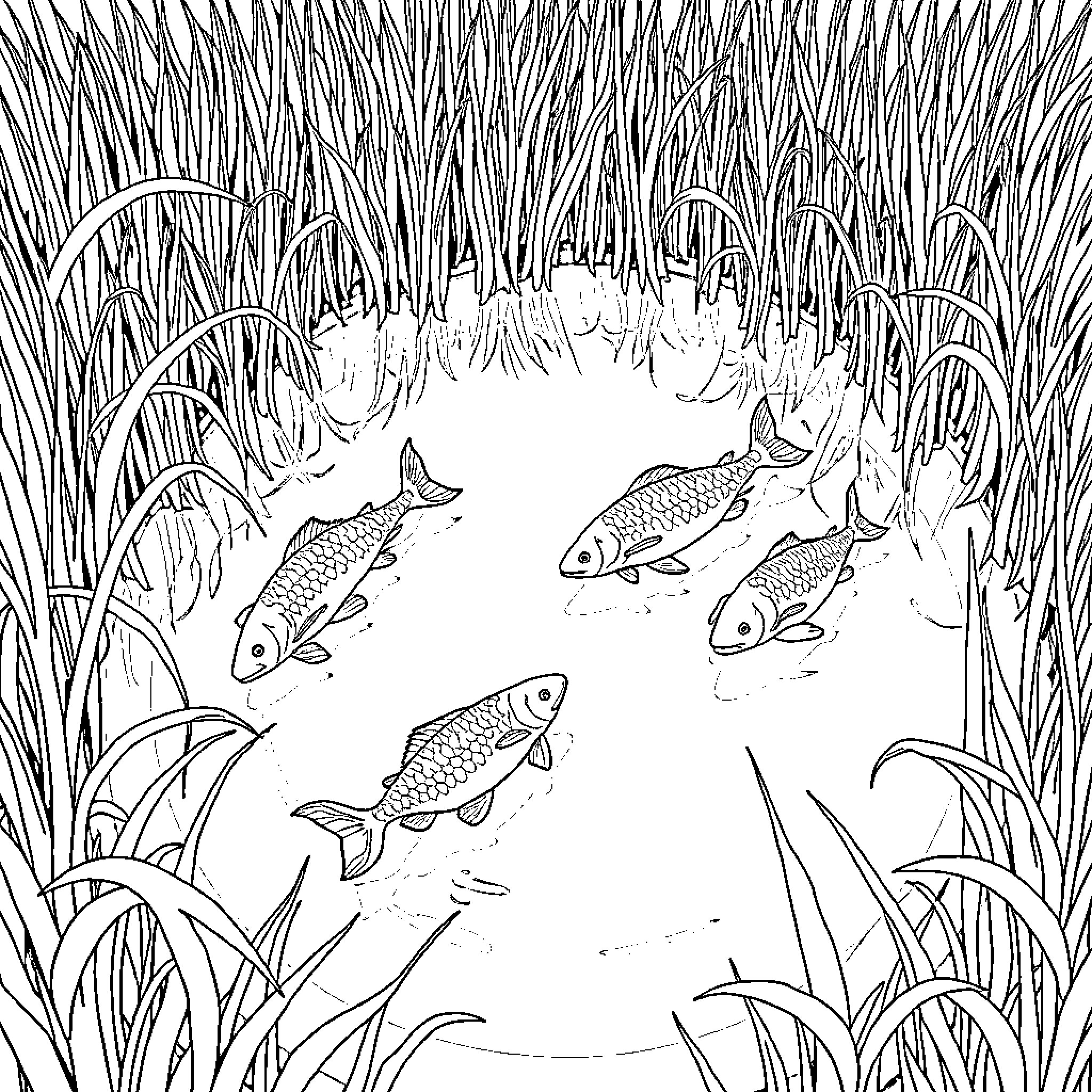 Catfish swimming in the murky pond Coloring Page (free black-and-white line drawing printable PDF for all, from beginners to advanced learners, including children, teens, adults, and seniors)