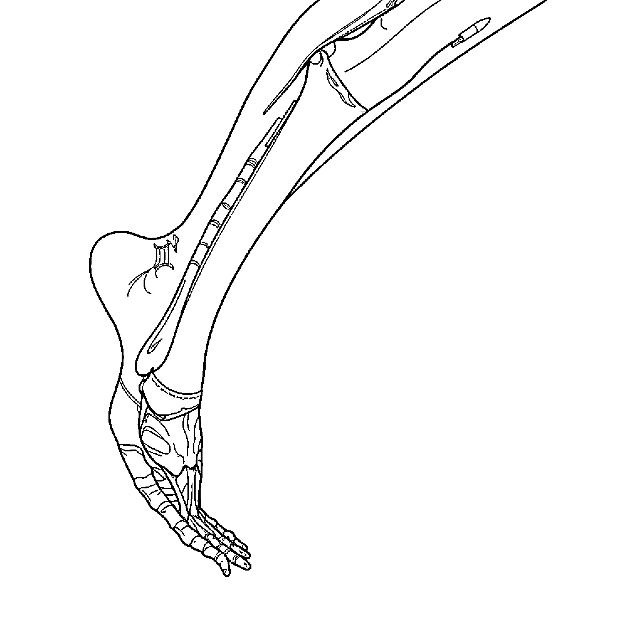 Leg stretching in dynamic pose Coloring Page (free black-and-white line drawing printable PDF for all, from beginners to advanced learners, including children, teens, adults, and seniors)