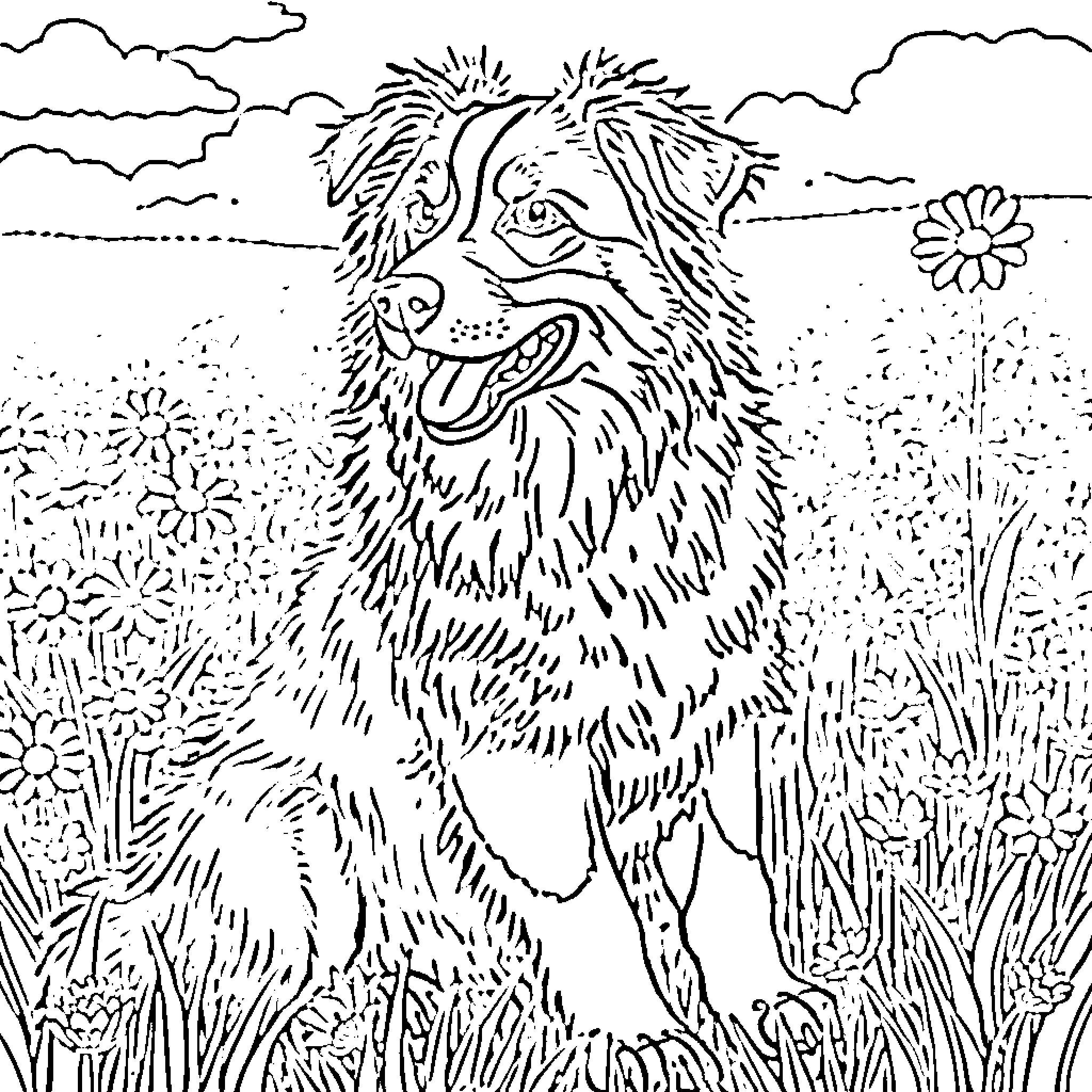 Australian Shepherd in a Blooming Field Coloring Page (free black-and-white line drawing printable PDF for all, from beginners to advanced learners, including children, teens, adults, and seniors)