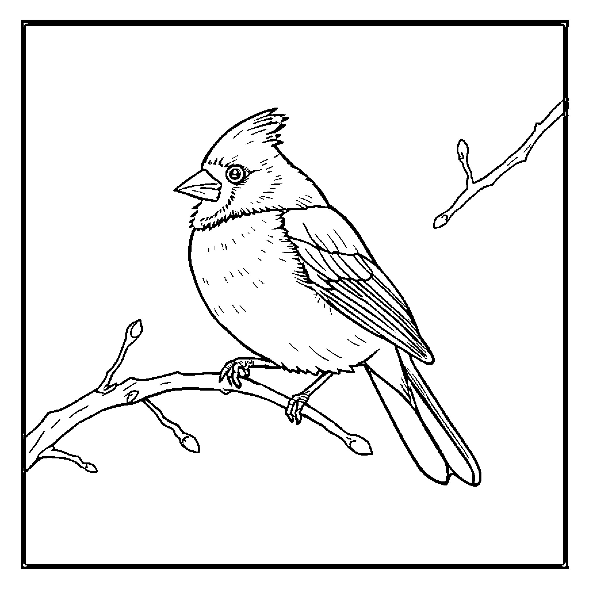 Cardinal Bird Perched on Branch Coloring Page (free black-and-white line drawing printable PDF for all, from beginners to advanced learners, including children, teens, adults, and seniors)