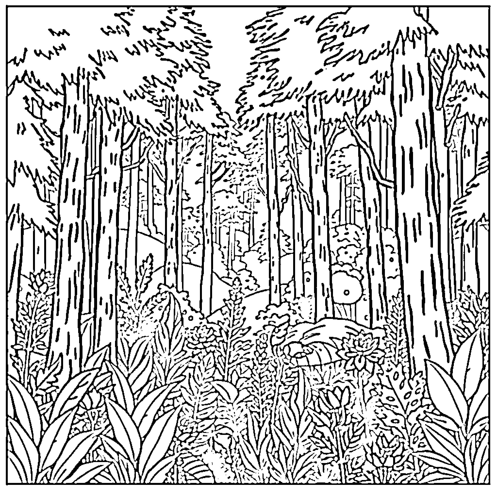 Forest filled with lush vegetation and intricate patterns Coloring Page (free black-and-white line drawing printable PDF for all, from beginners to advanced learners, including children, teens, adults, and seniors)