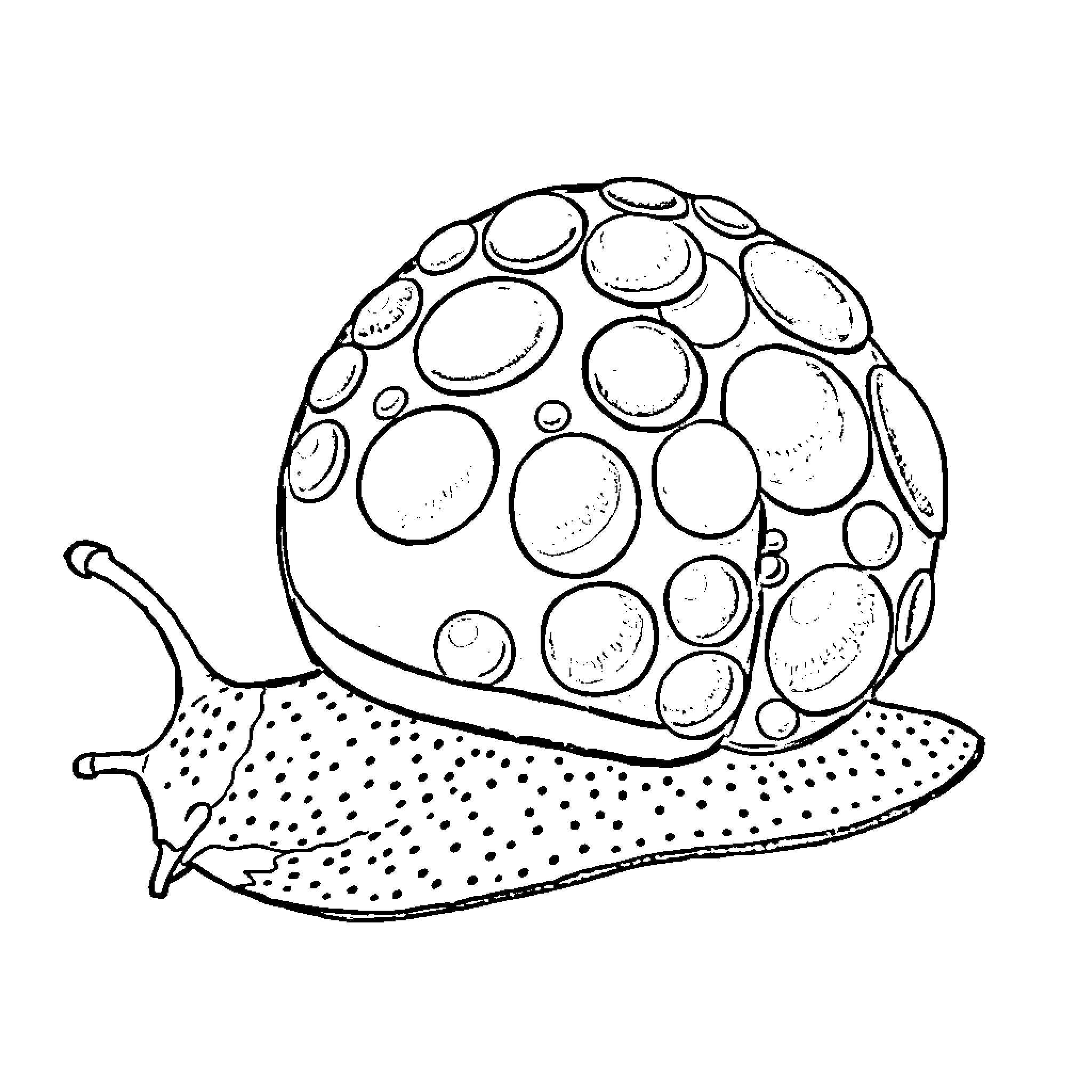 Snail with dotted shell exploring Coloring Page (free black-and-white line drawing printable PDF for all, from beginners to advanced learners, including children, teens, adults, and seniors)