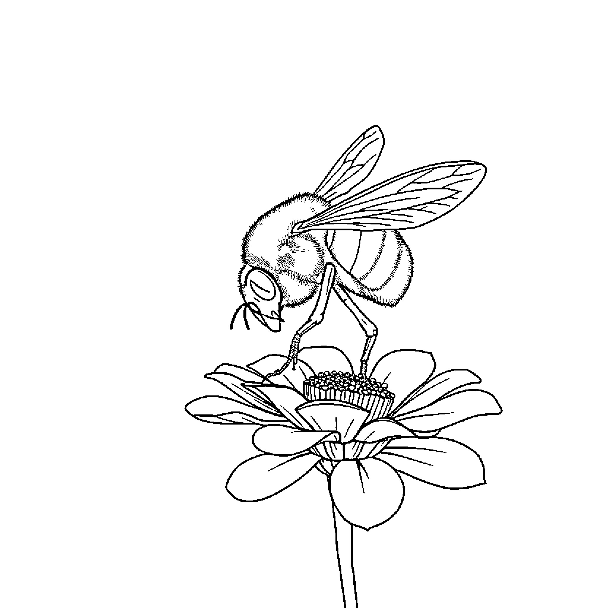 Bumblebee pollinating a flower Coloring Page (free black-and-white line drawing printable PDF for all, from beginners to advanced learners, including children, teens, adults, and seniors)