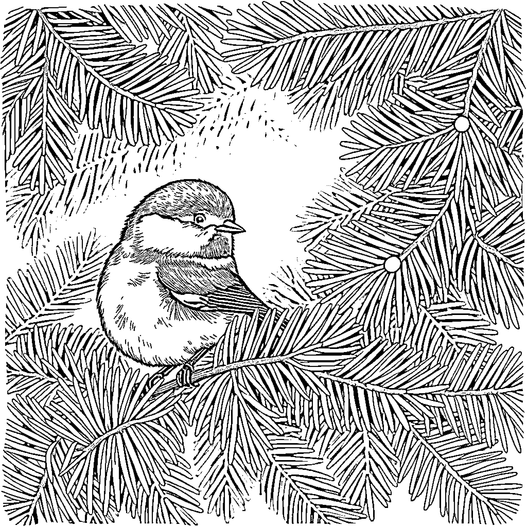 Chickadee perched among pine tree branches Coloring Page (free black-and-white line drawing printable PDF for all, from beginners to advanced learners, including children, teens, adults, and seniors)