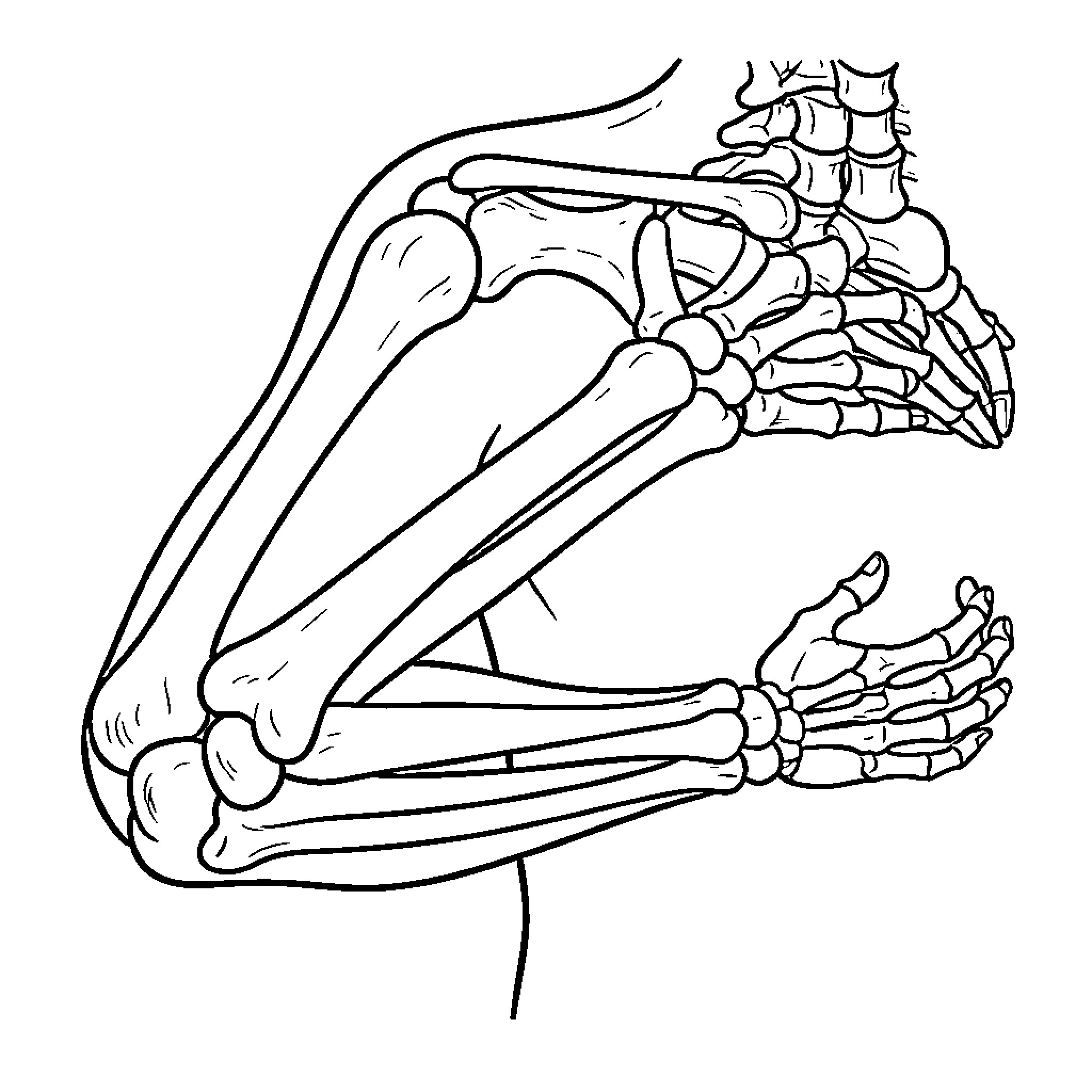 Bone structure of human arms and hands in motion Coloring Page (free black-and-white line drawing printable PDF for all, from beginners to advanced learners, including children, teens, adults, and seniors)