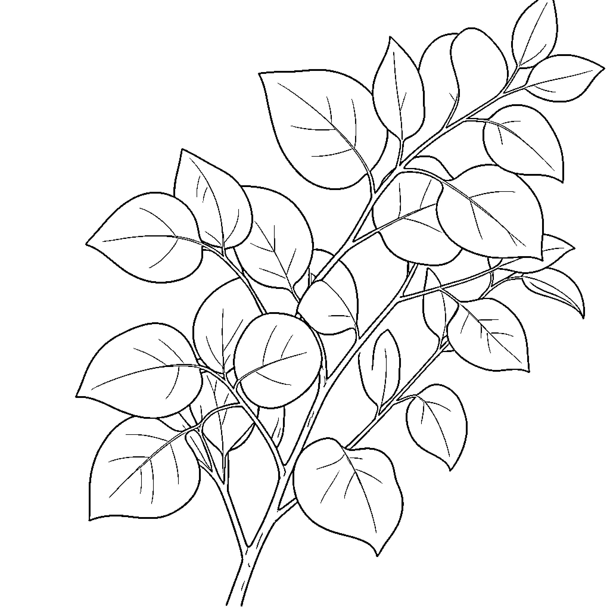 Eucalyptus leaves in detailed outline Coloring Page (free black-and-white line drawing printable PDF for all, from beginners to advanced learners, including children, teens, adults, and seniors)