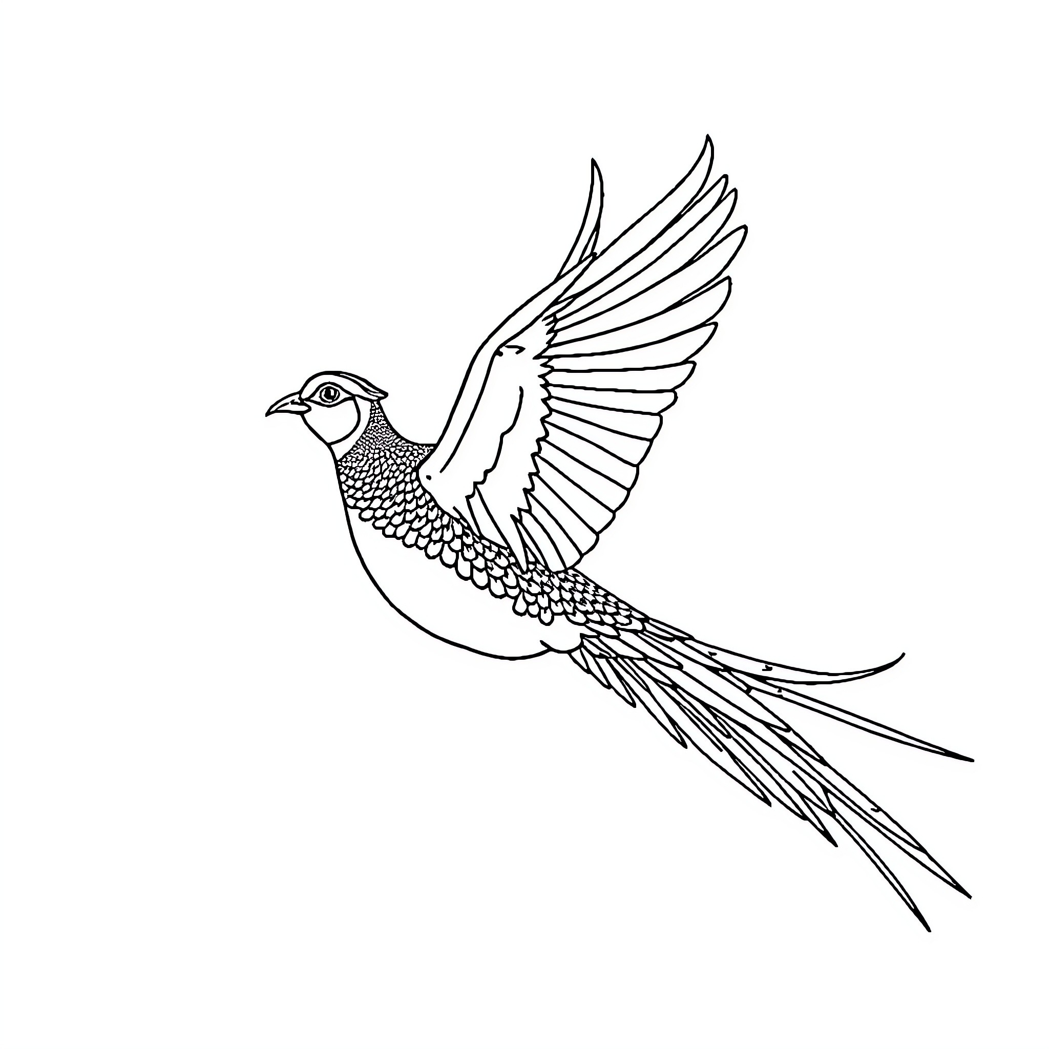 Pheasant soaring elegantly through the air Coloring Page (free black-and-white line drawing printable PDF for all, from beginners to advanced learners, including children, teens, adults, and seniors)