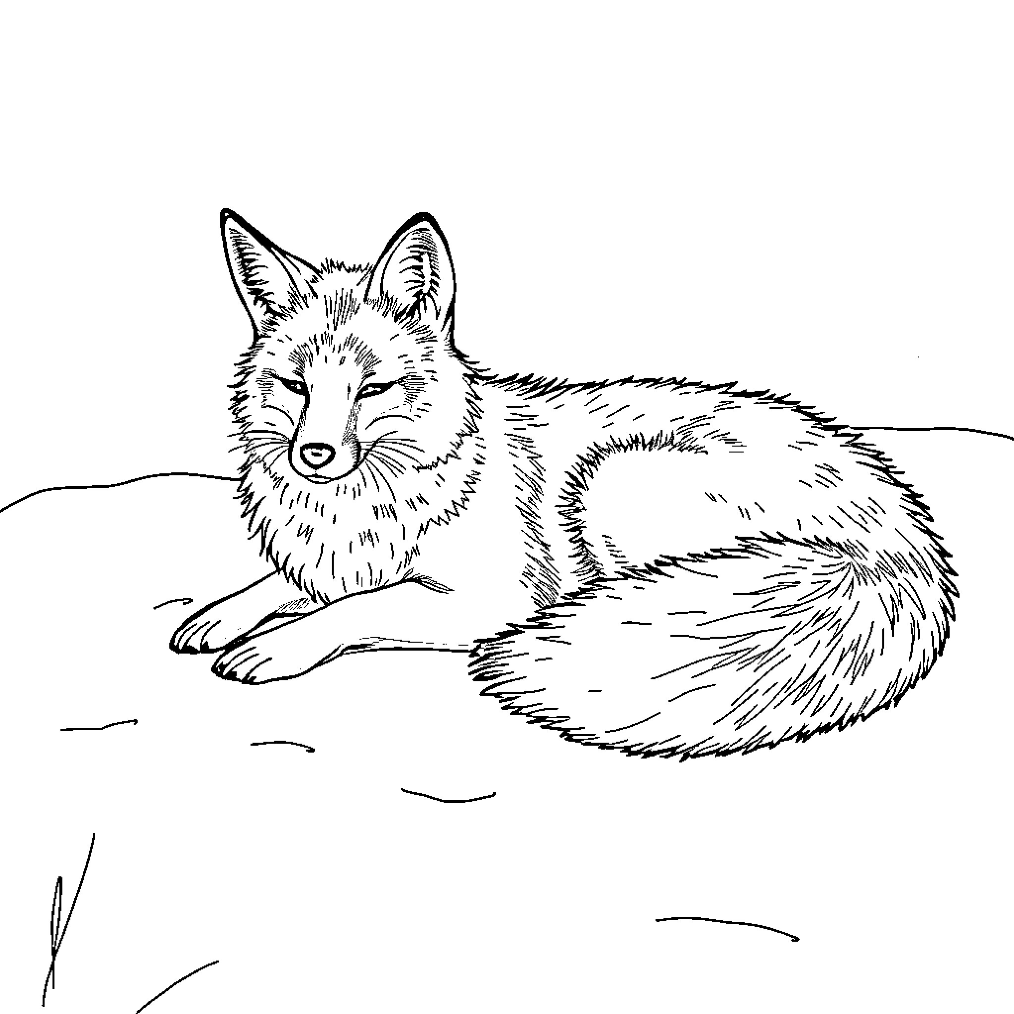 Fox resting peacefully in the wilderness Coloring Page (free black-and-white line drawing printable PDF for all, from beginners to advanced learners, including children, teens, adults, and seniors)