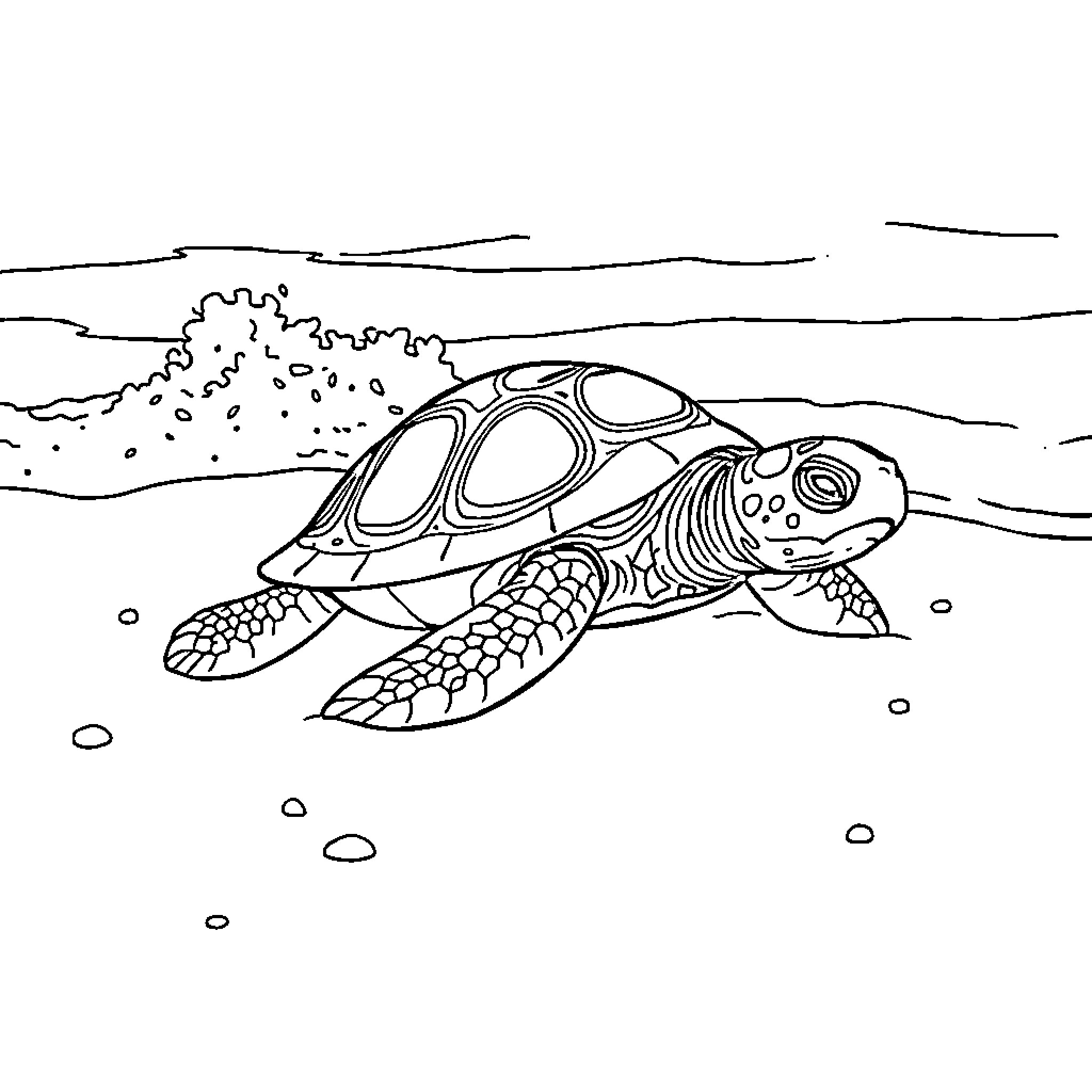 Turtle swimming in the ocean Coloring Page (free black-and-white line drawing printable PDF for all, from beginners to advanced learners, including children, teens, adults, and seniors)
