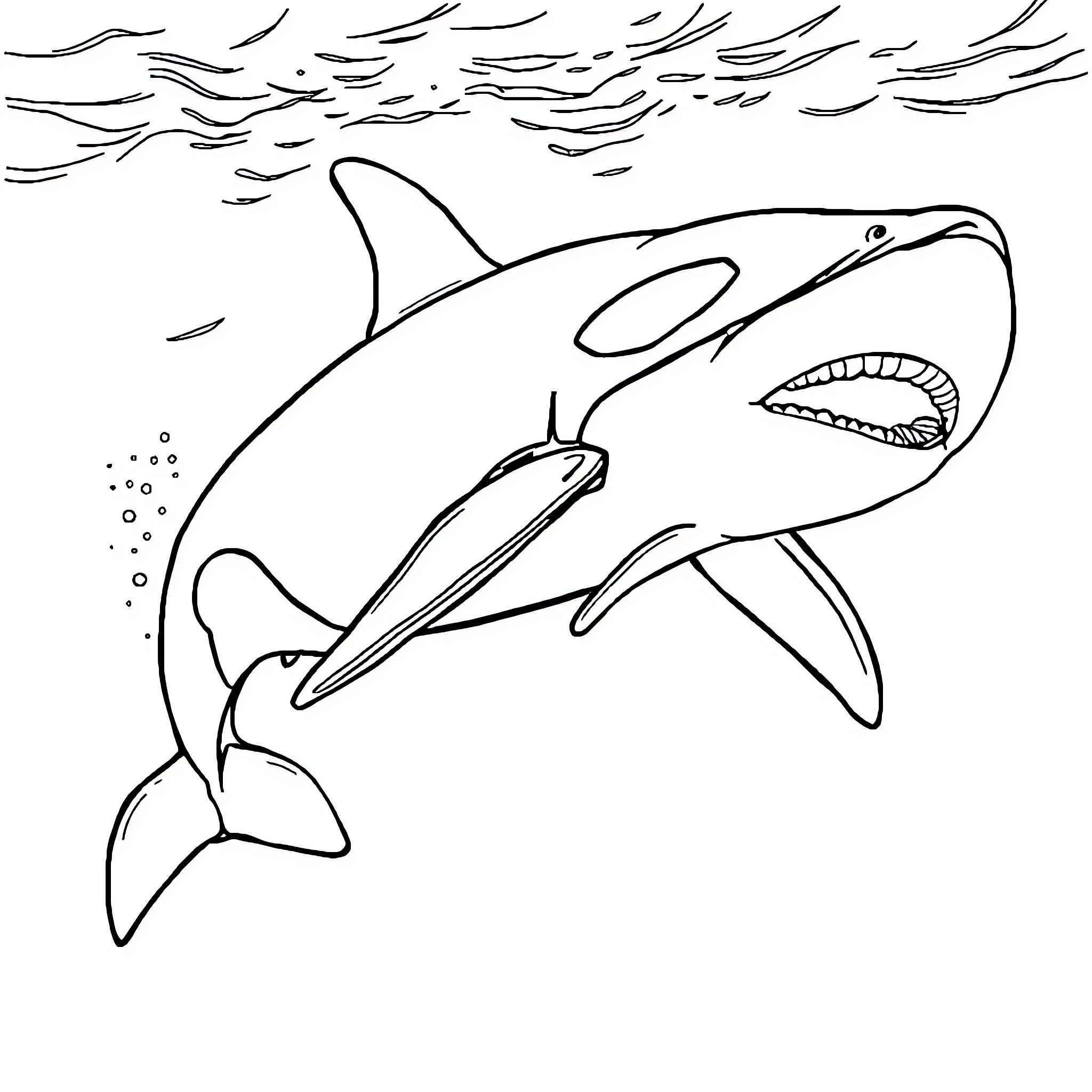 Orca hunting in the open ocean Coloring Page (free black-and-white line drawing printable PDF for all, from beginners to advanced learners, including children, teens, adults, and seniors)