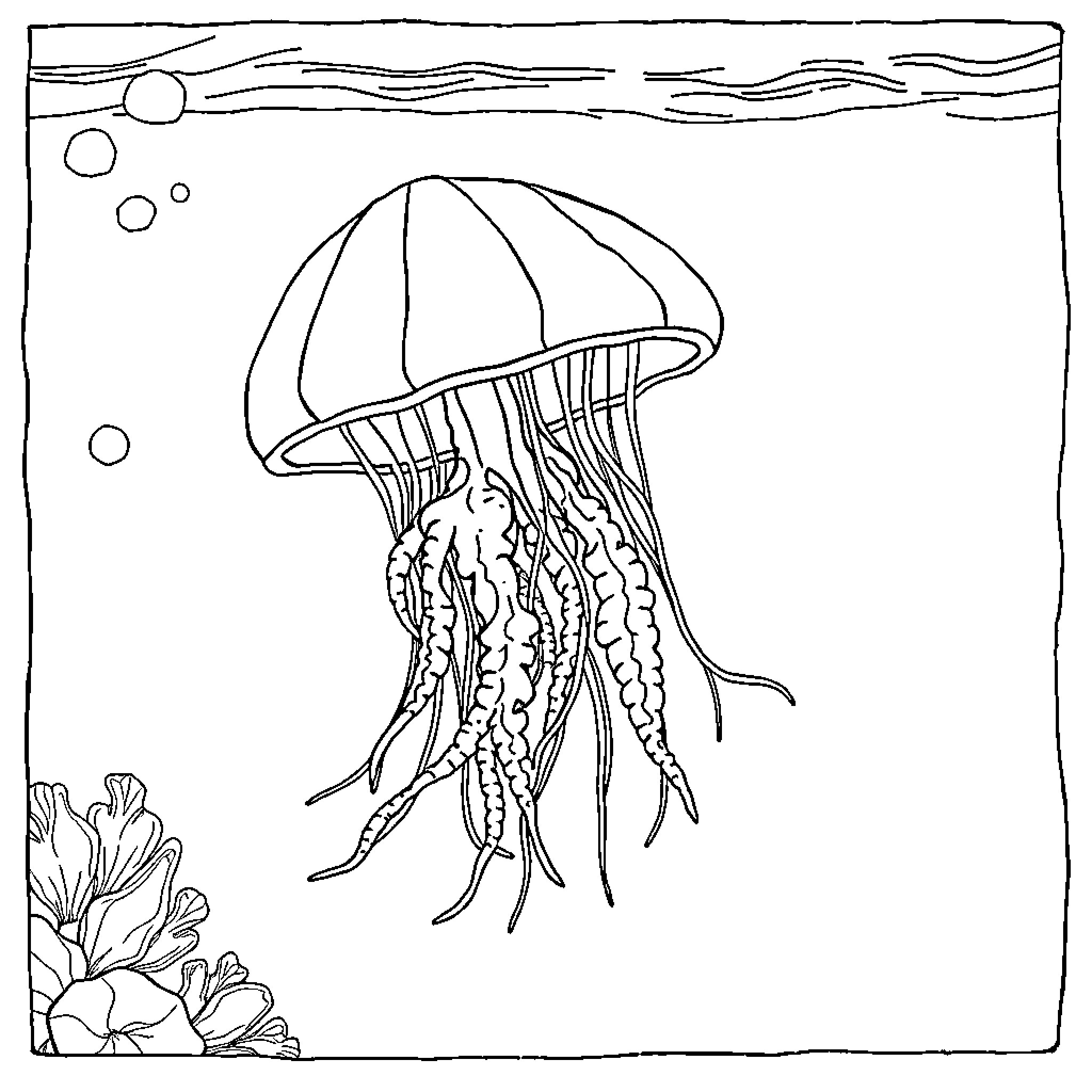 Jellyfish swimming gracefully underwater Coloring Page (free black-and-white line drawing printable PDF for all, from beginners to advanced learners, including children, teens, adults, and seniors)