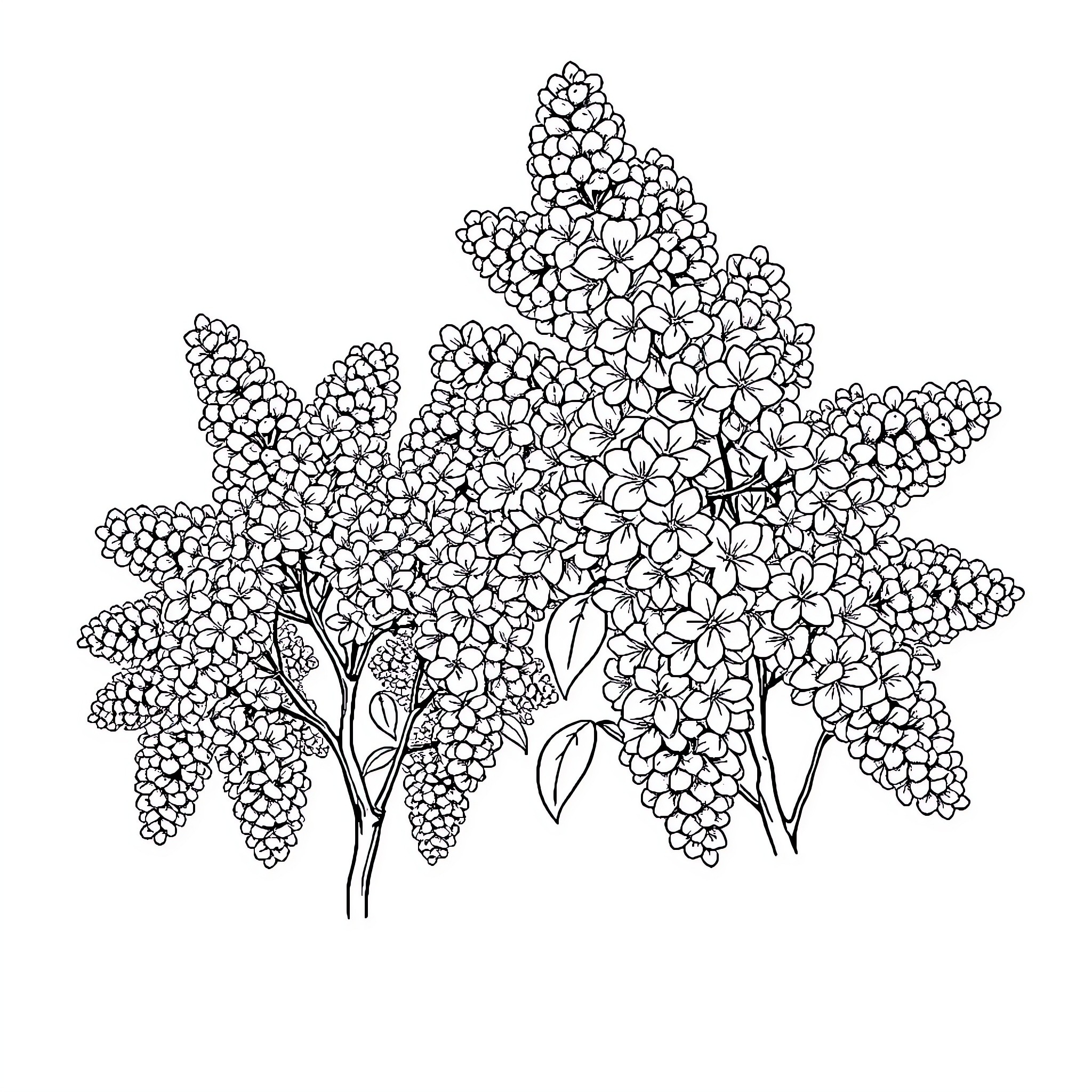 Lilac Blossoms in Intricate Detail Coloring Page (free black-and-white line drawing printable PDF for all, from beginners to advanced learners, including children, teens, adults, and seniors)