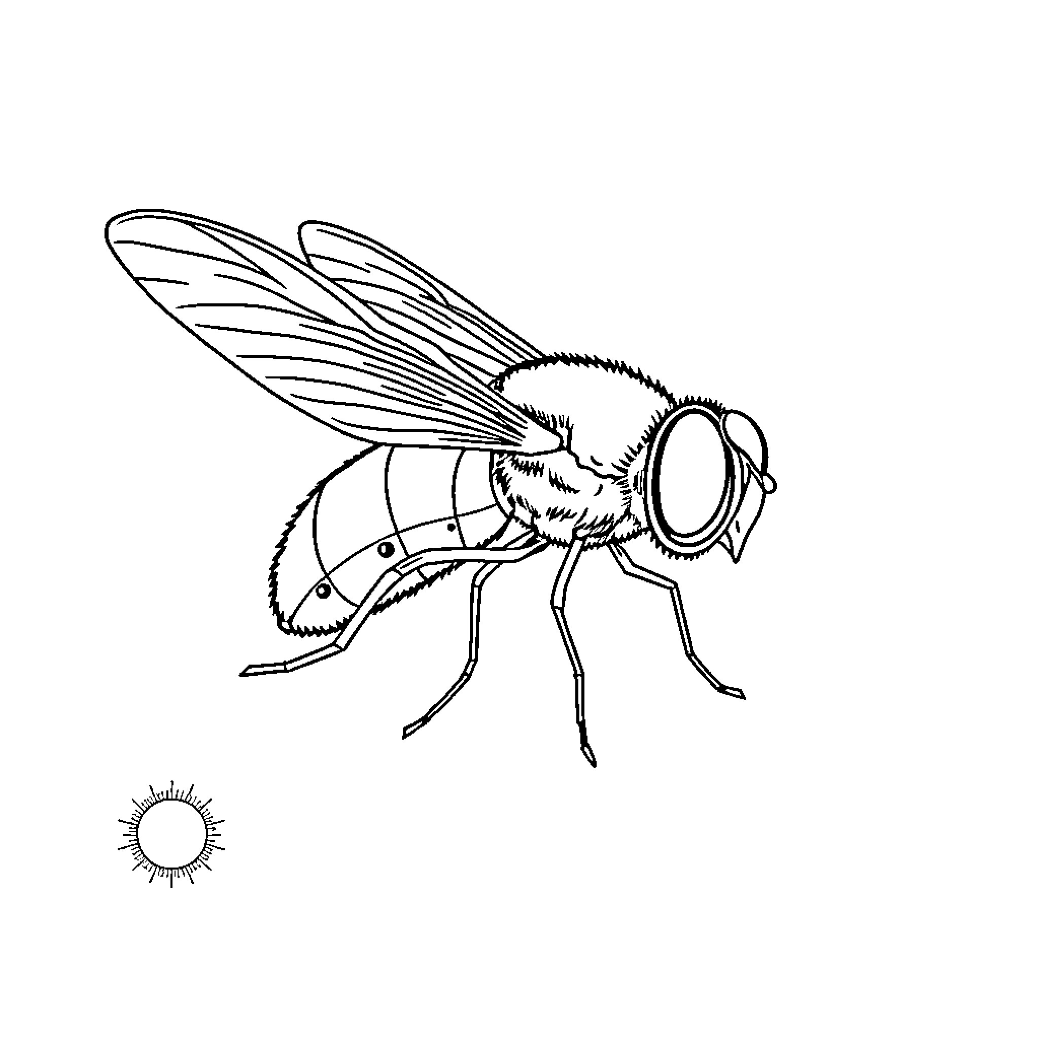 Fly in detailed outline illustration Coloring Page (free black-and-white line drawing printable PDF for all, from beginners to advanced learners, including children, teens, adults, and seniors)