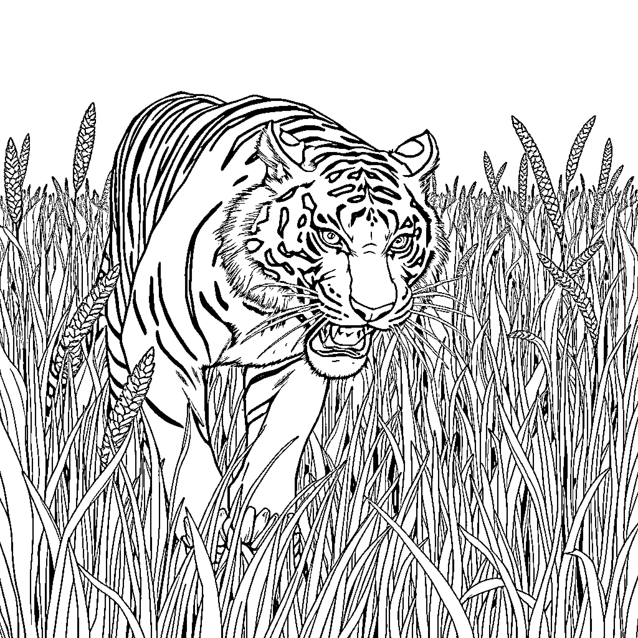 Tiger Stalking Through Tall Grass Coloring Page (free black-and-white line drawing printable PDF for all, from beginners to advanced learners, including children, teens, adults, and seniors)