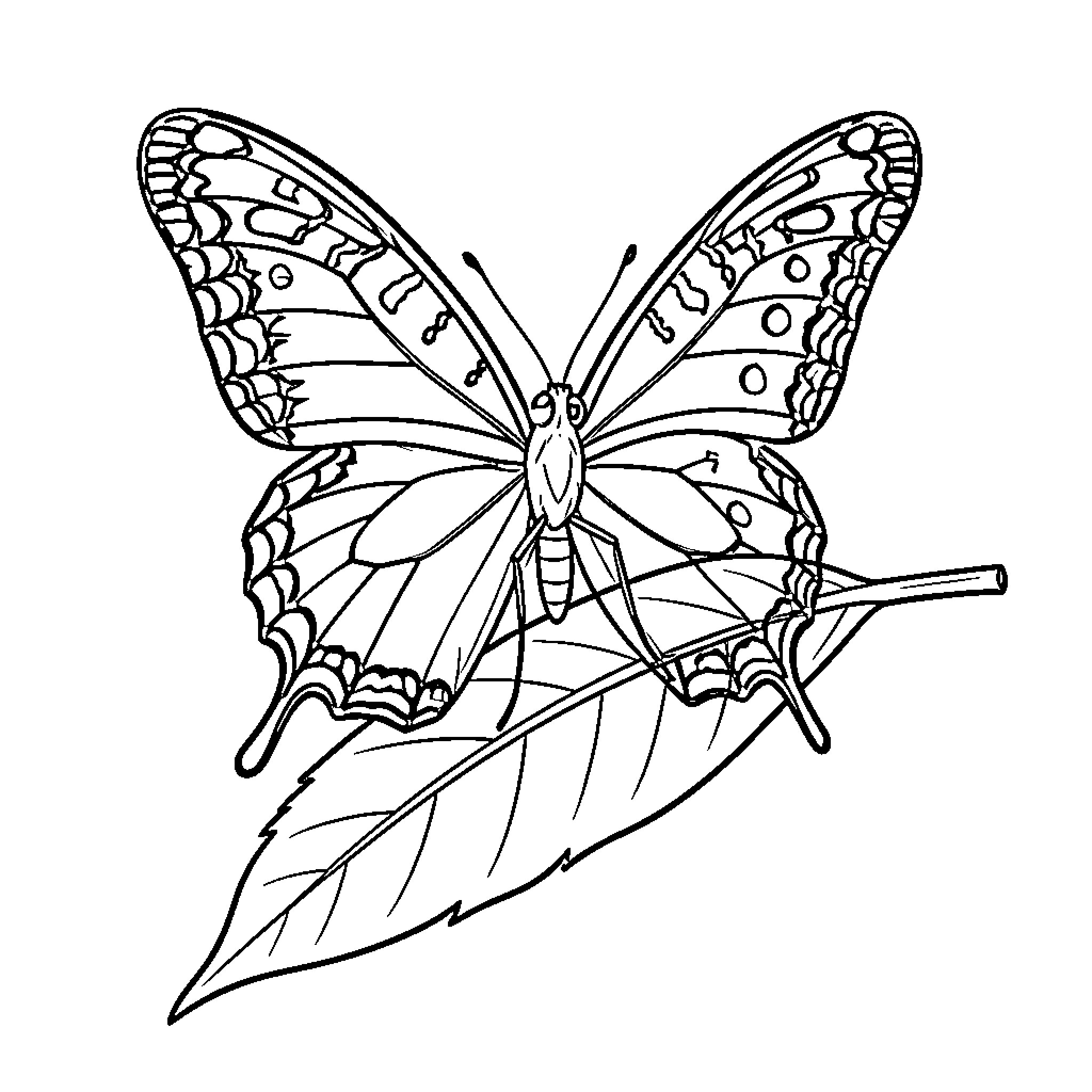 Lion is not present in this butterfly image Coloring Page (free black-and-white line drawing printable PDF for all, from beginners to advanced learners, including children, teens, adults, and seniors)
