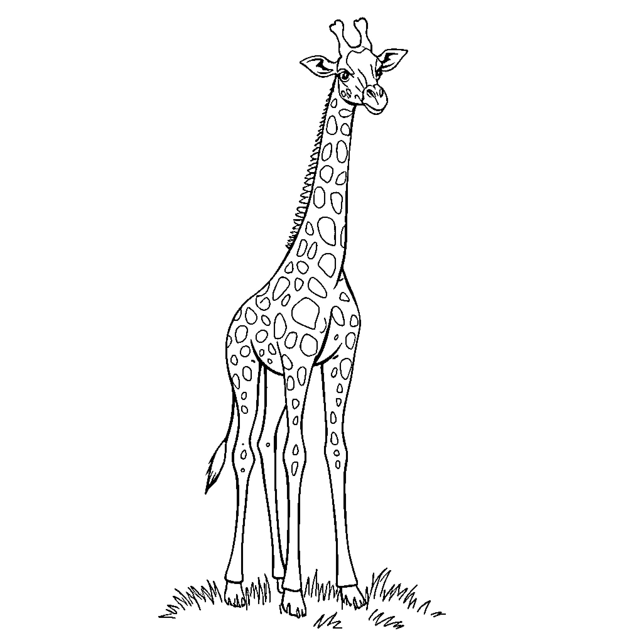Giraffe standing in a grassy field Coloring Page (free black-and-white line drawing printable PDF for all, from beginners to advanced learners, including children, teens, adults, and seniors)