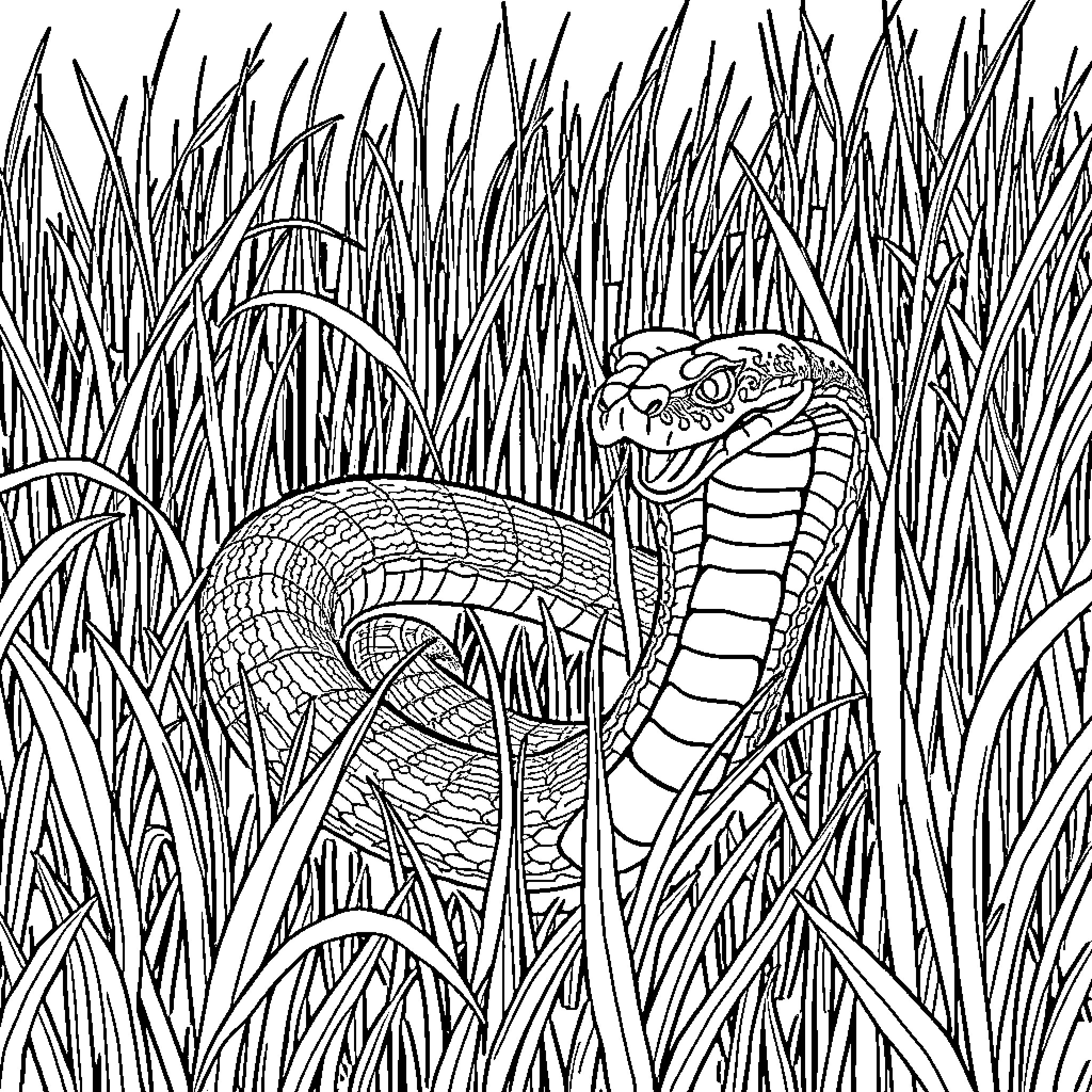King Cobra lurking in tall grass Coloring Page (free black-and-white line drawing printable PDF for all, from beginners to advanced learners, including children, teens, adults, and seniors)