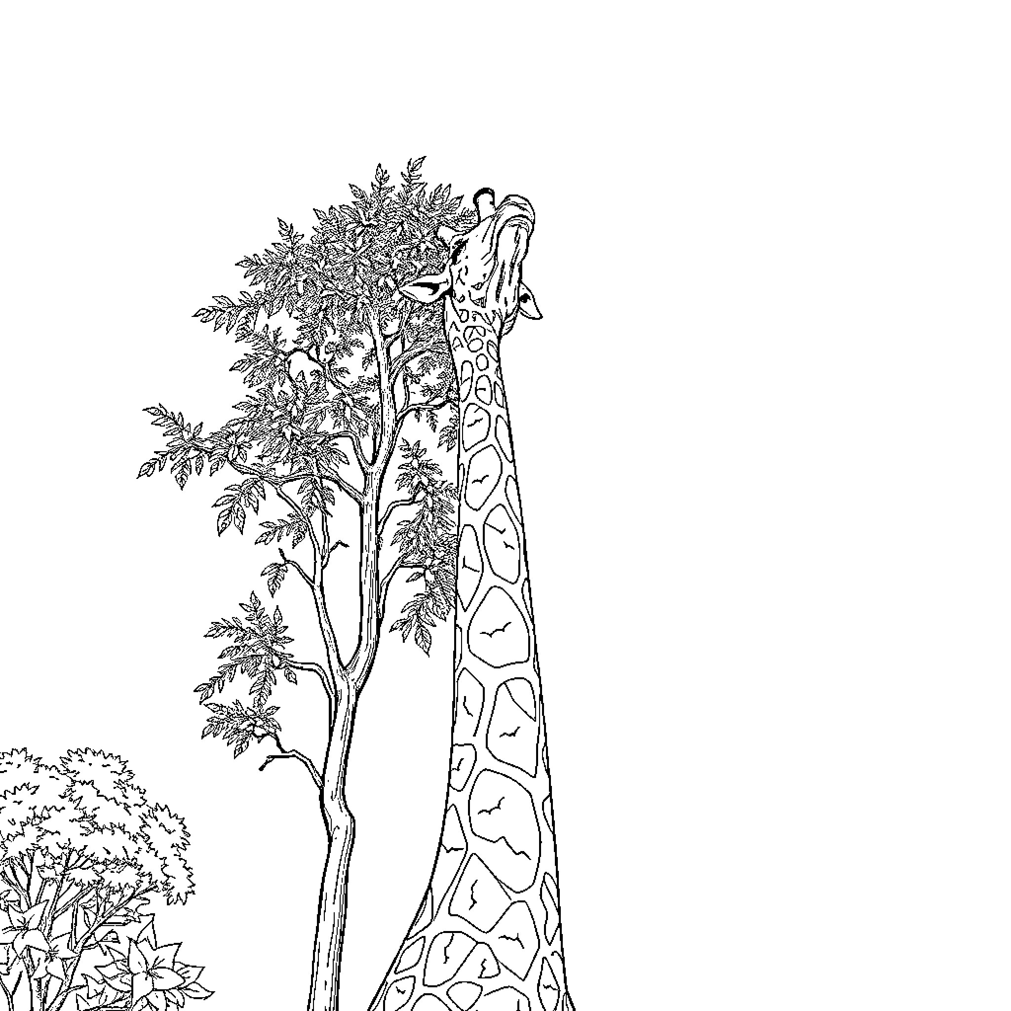 Giraffe reaching for leaves atop a tall tree Coloring Page (free black-and-white line drawing printable PDF for all, from beginners to advanced learners, including children, teens, adults, and seniors)