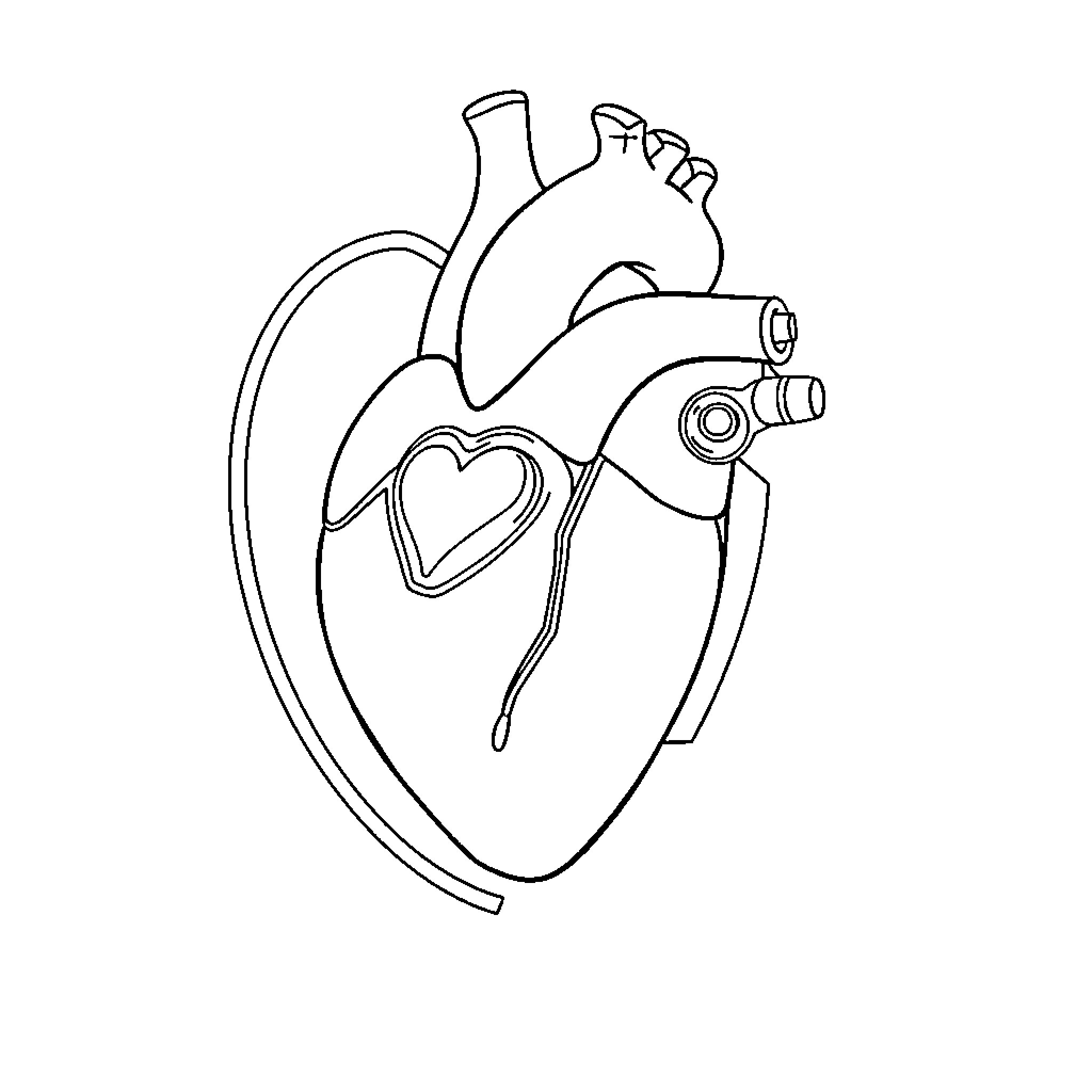 Heart-shaped anatomical diagram Coloring Page (free black-and-white line drawing printable PDF for all, from beginners to advanced learners, including children, teens, adults, and seniors)