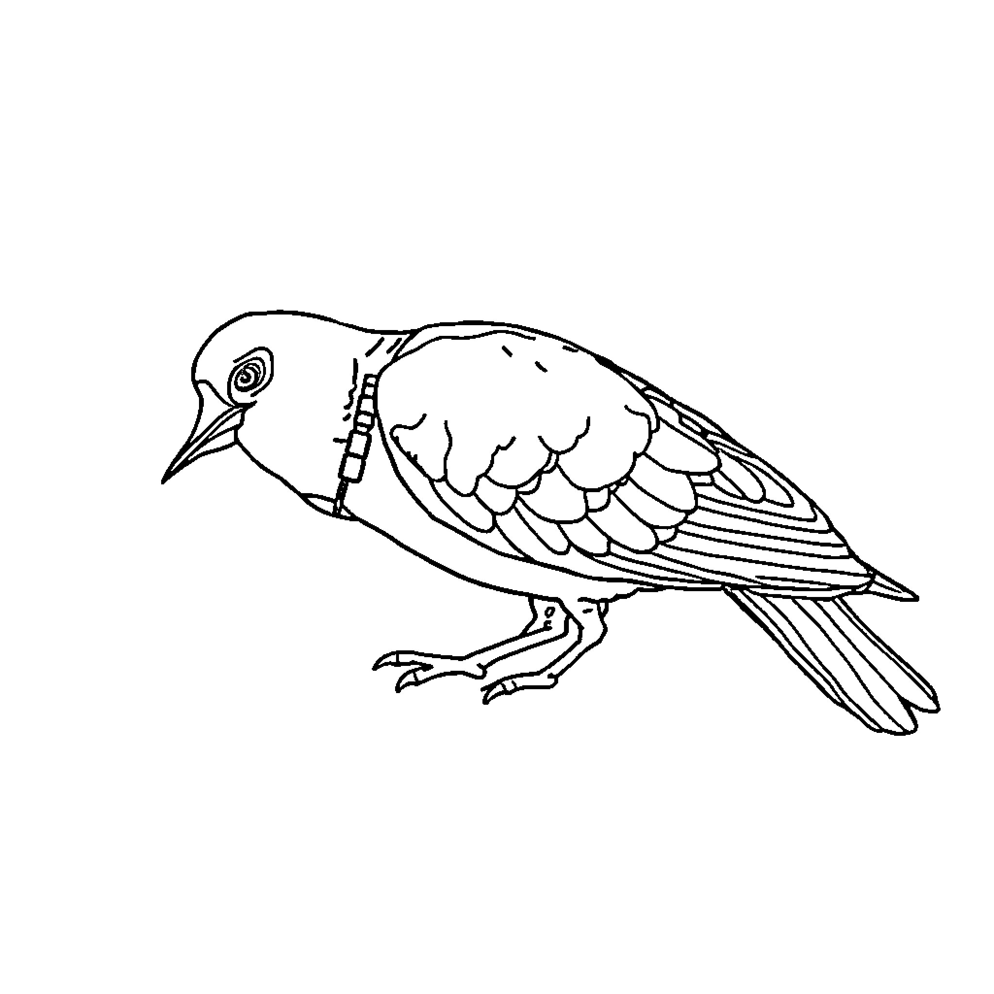 Image of a bird drawn in black and white Coloring Page (free black-and-white line drawing printable PDF for all, from beginners to advanced learners, including children, teens, adults, and seniors)