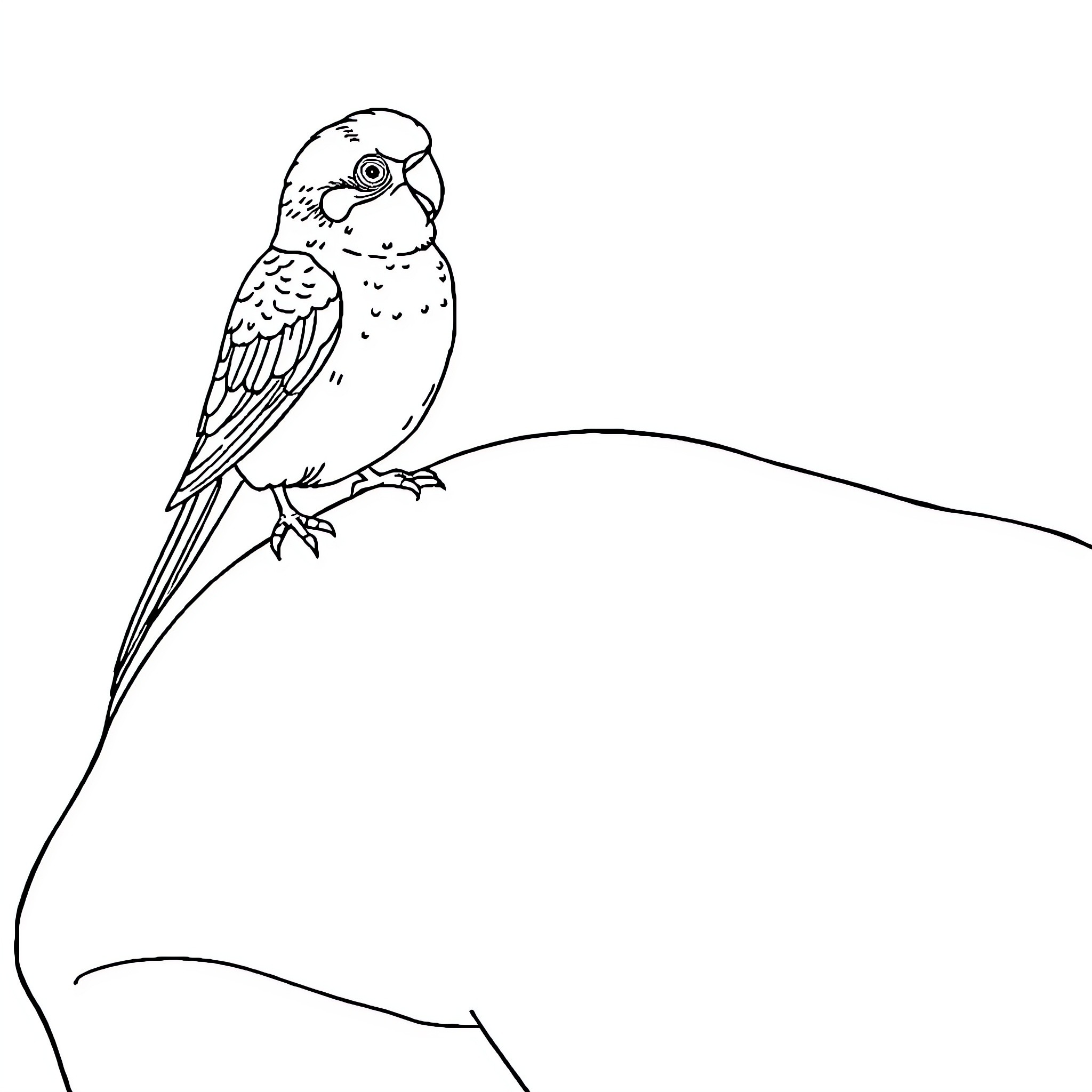 Budgie perched on a branch Coloring Page (free black-and-white line drawing printable PDF for all, from beginners to advanced learners, including children, teens, adults, and seniors)