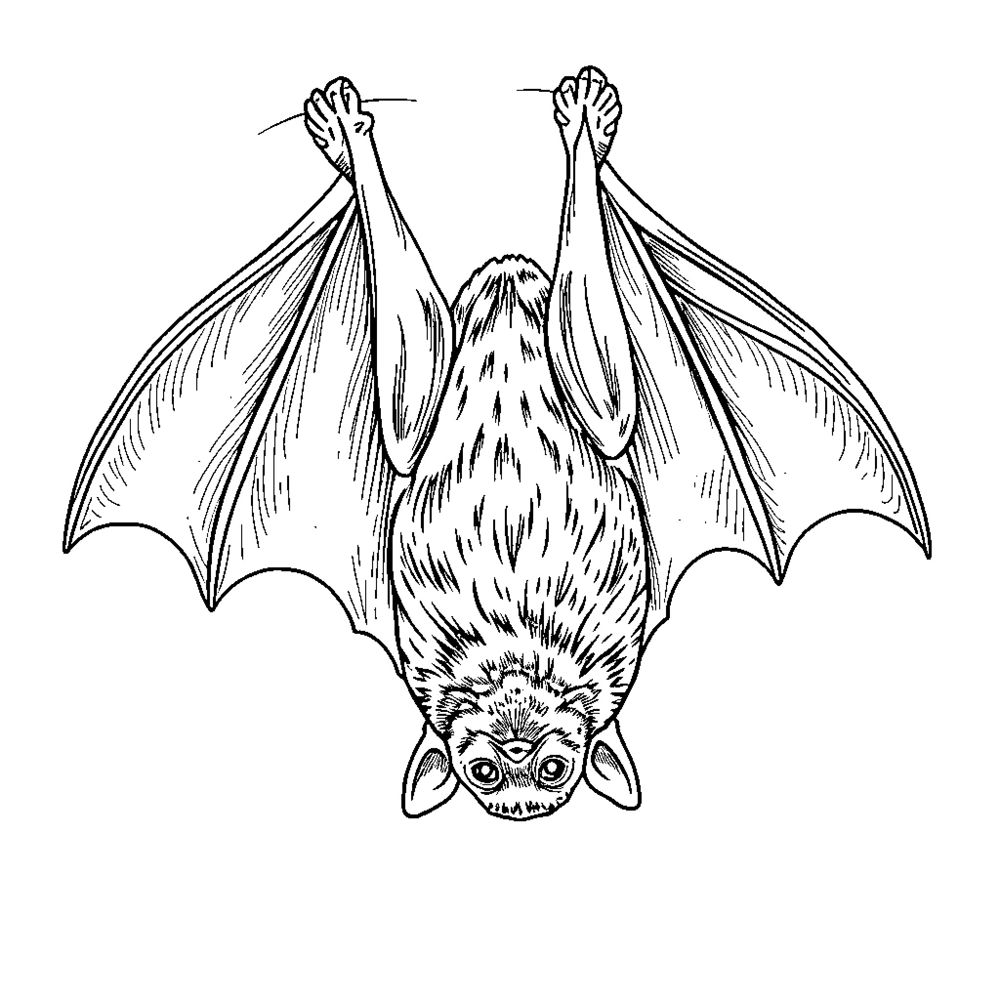 Bat spreading its wings in flight Coloring Page (free black-and-white line drawing printable PDF for all, from beginners to advanced learners, including children, teens, adults, and seniors)