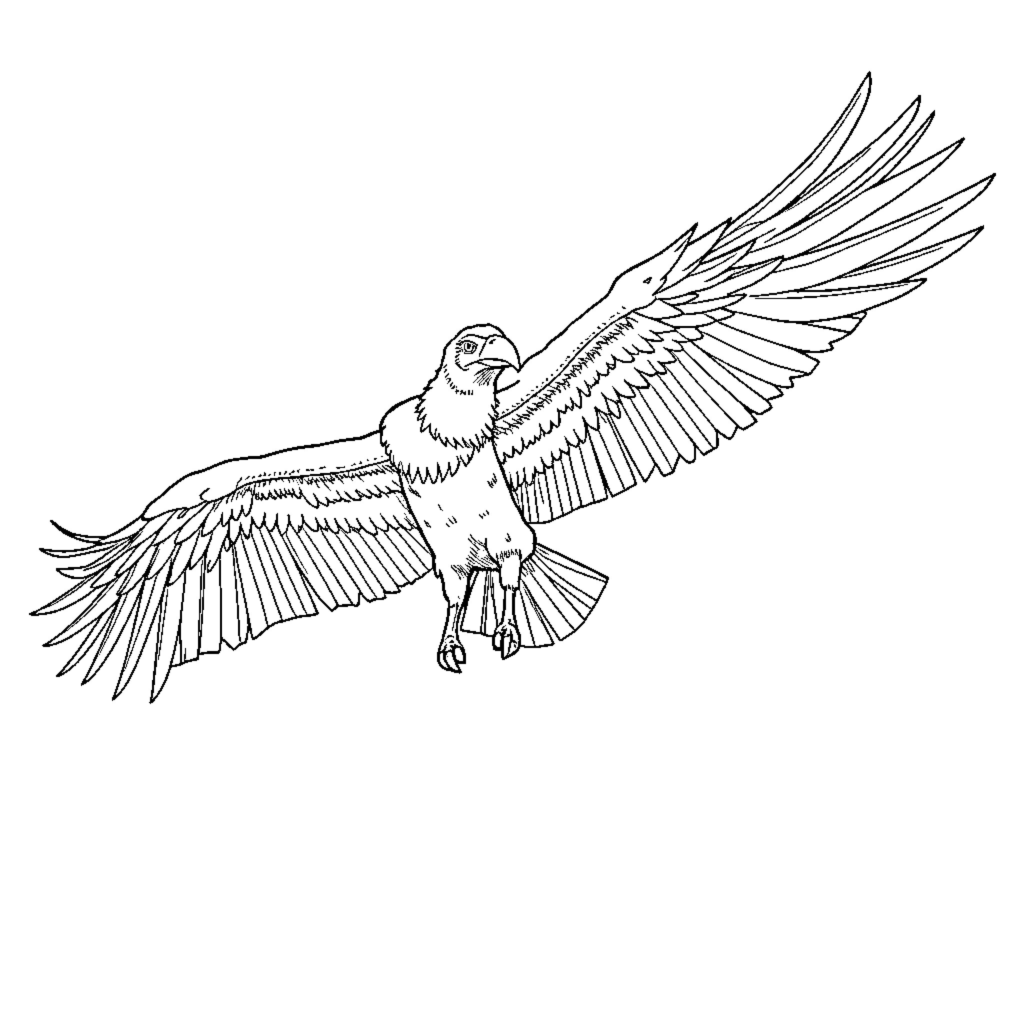 Animal soaring gracefully with outstretched wings Coloring Page (free black-and-white line drawing printable PDF for all, from beginners to advanced learners, including children, teens, adults, and seniors)
