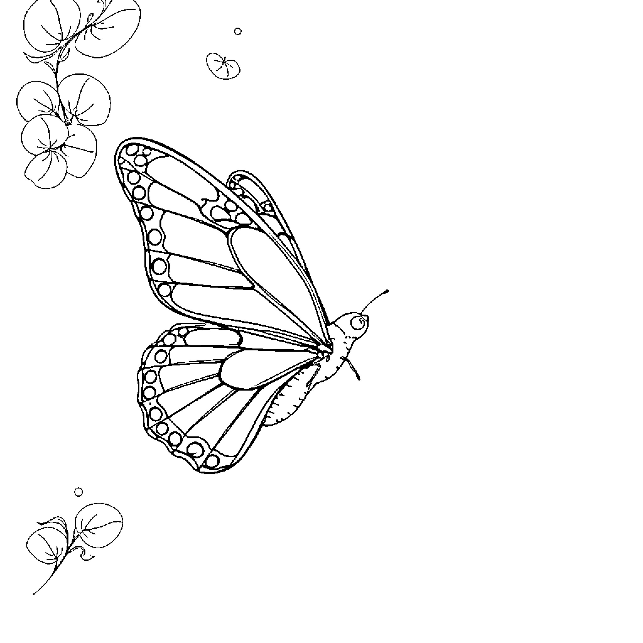 Butterfly with delicate wings in flight Coloring Page (free black-and-white line drawing printable PDF for all, from beginners to advanced learners, including children, teens, adults, and seniors)